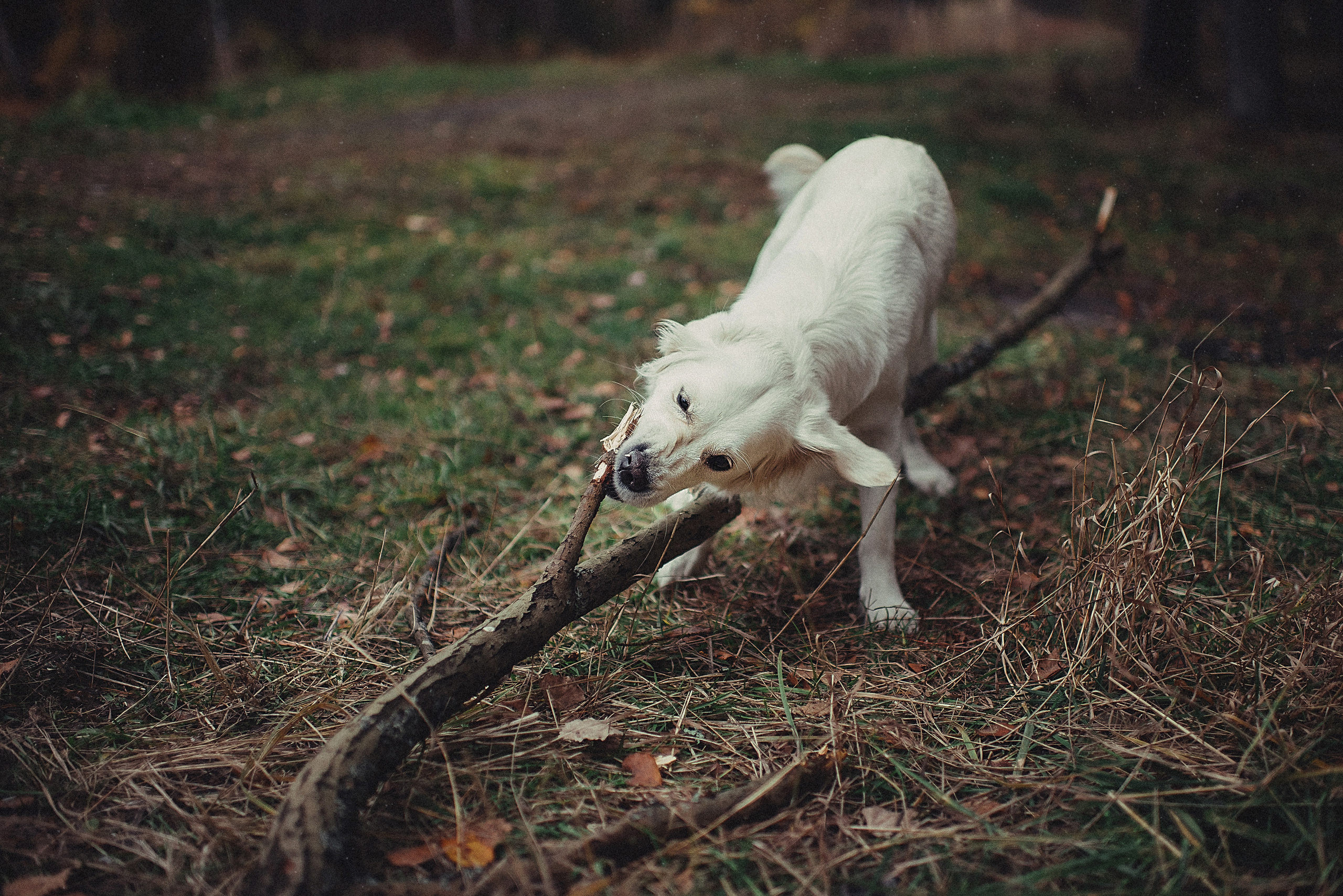 МАРГО, САША и ШАНТИ. ОСЕНЬ. Свадебный и семейный фотограф РИТА БОЧКАРЁВА
