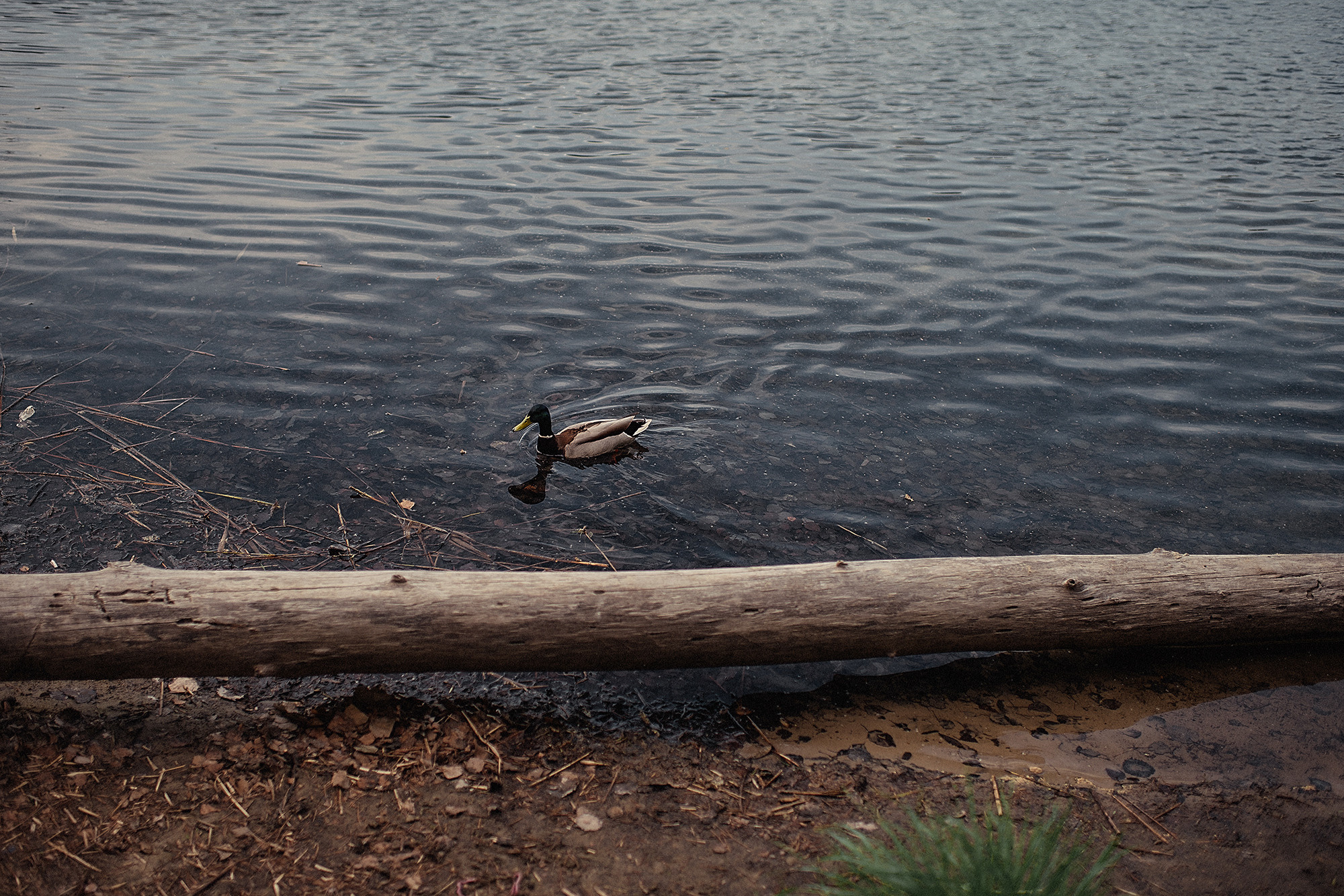 НАДЯ, САША и СОФА. Свадебный и семейный фотограф РИТА БОЧКАРЁВА