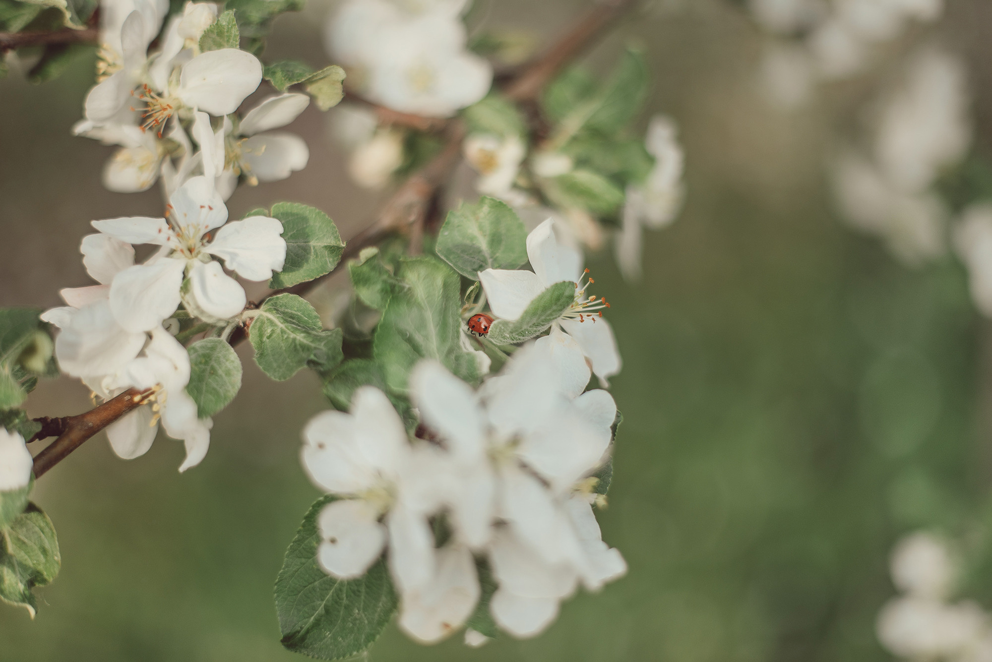 ЯБЛОНЕВЫЙ ЦВЕТ. Свадебный и семейный фотограф РИТА БОЧКАРЁВА