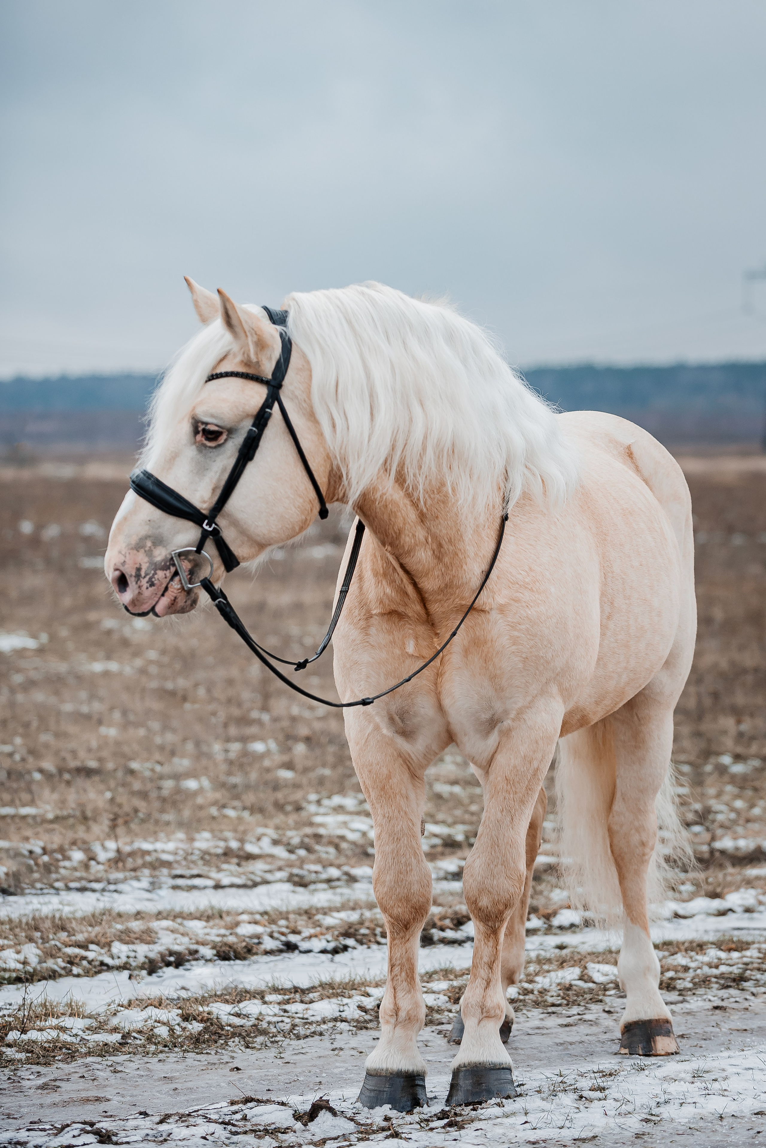 Equiestrian NES. Куракина Дарья • Конный фотограф