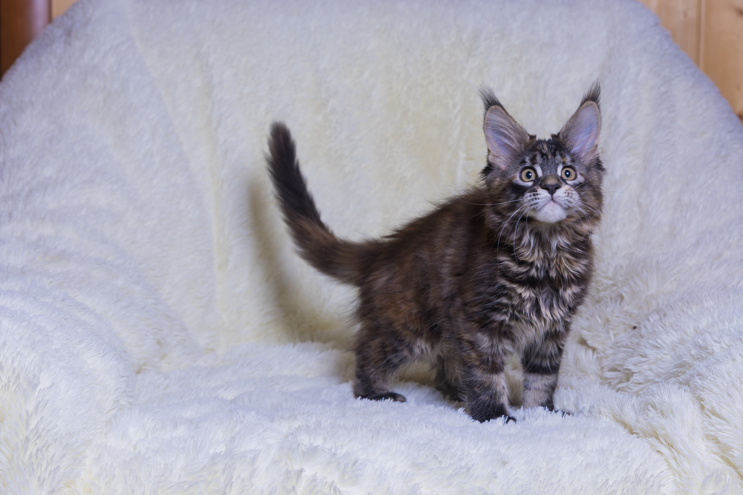 Котики. Photomantis