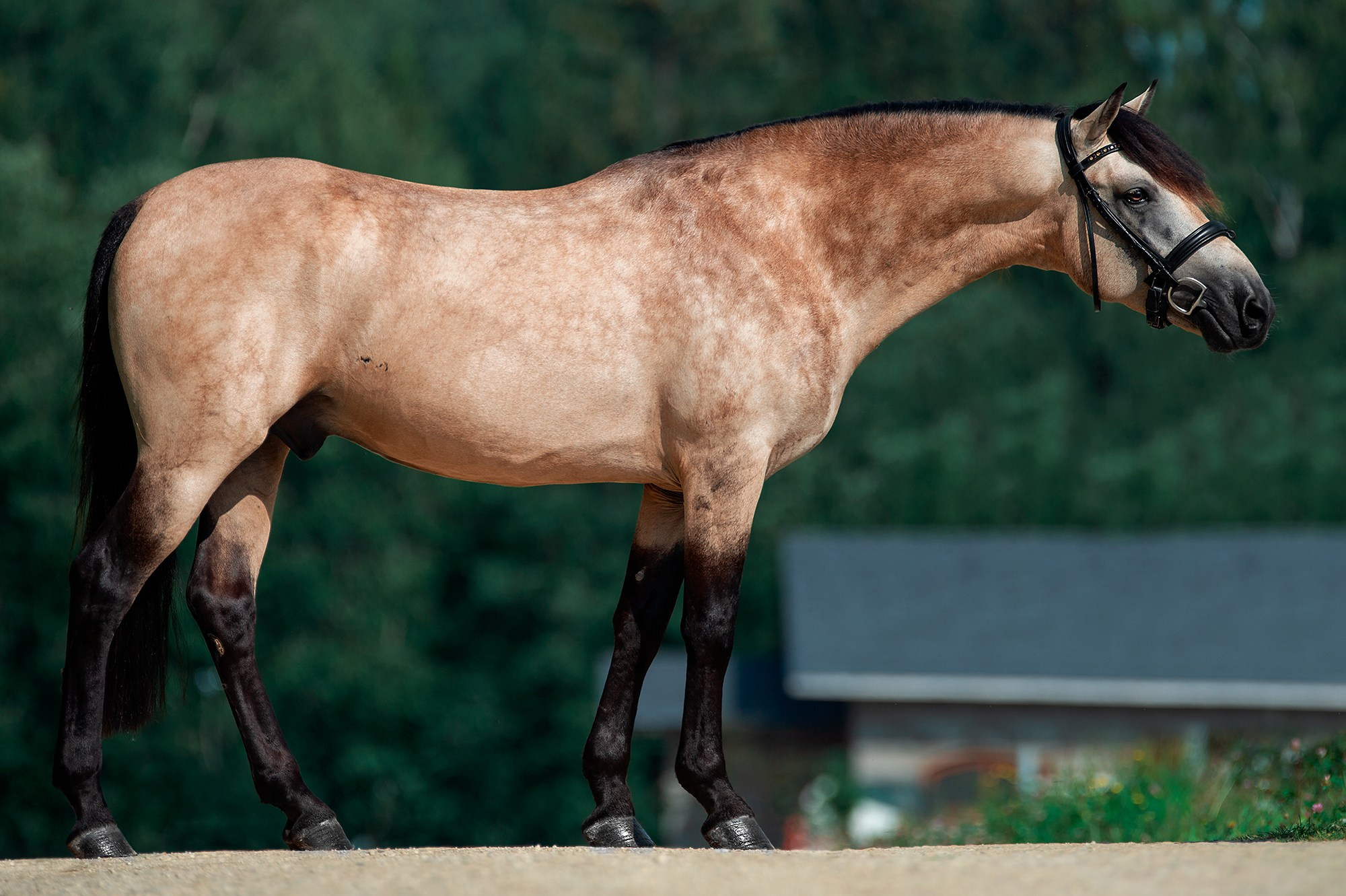 Экстерьер. Конный фотограф Alesya Safe