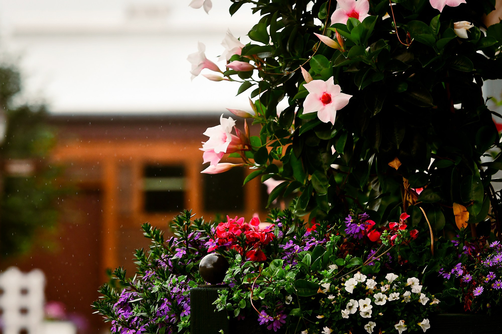 ЕС. Конный фотограф Alesya Safe