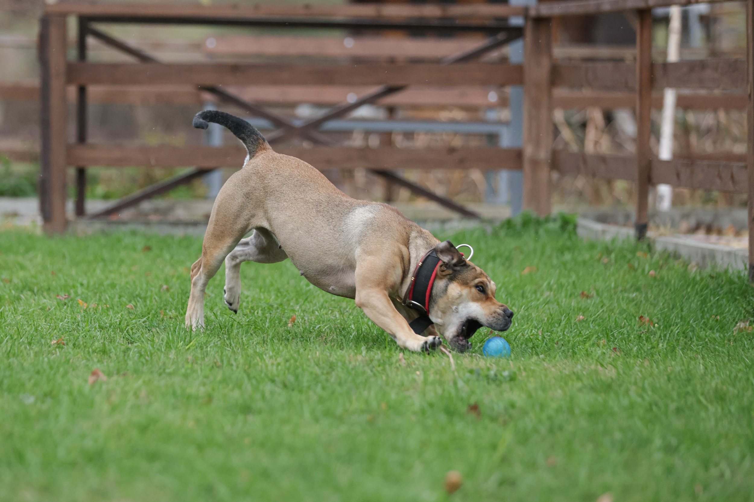 В движении. Yana Karamysheva Animal Photo