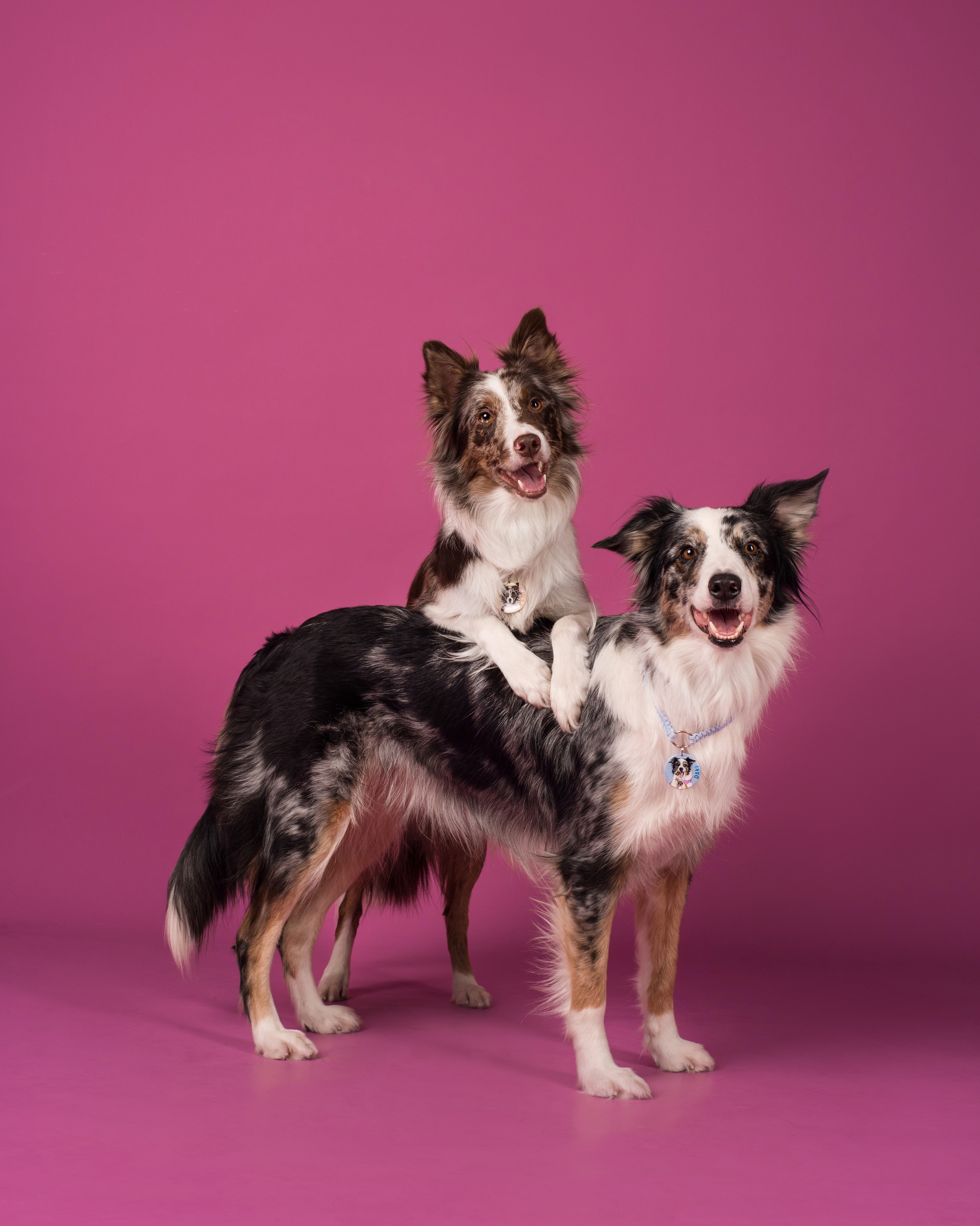 Портфолио. Фотограф-анималист в Екатеринбурге Марина Шишкина