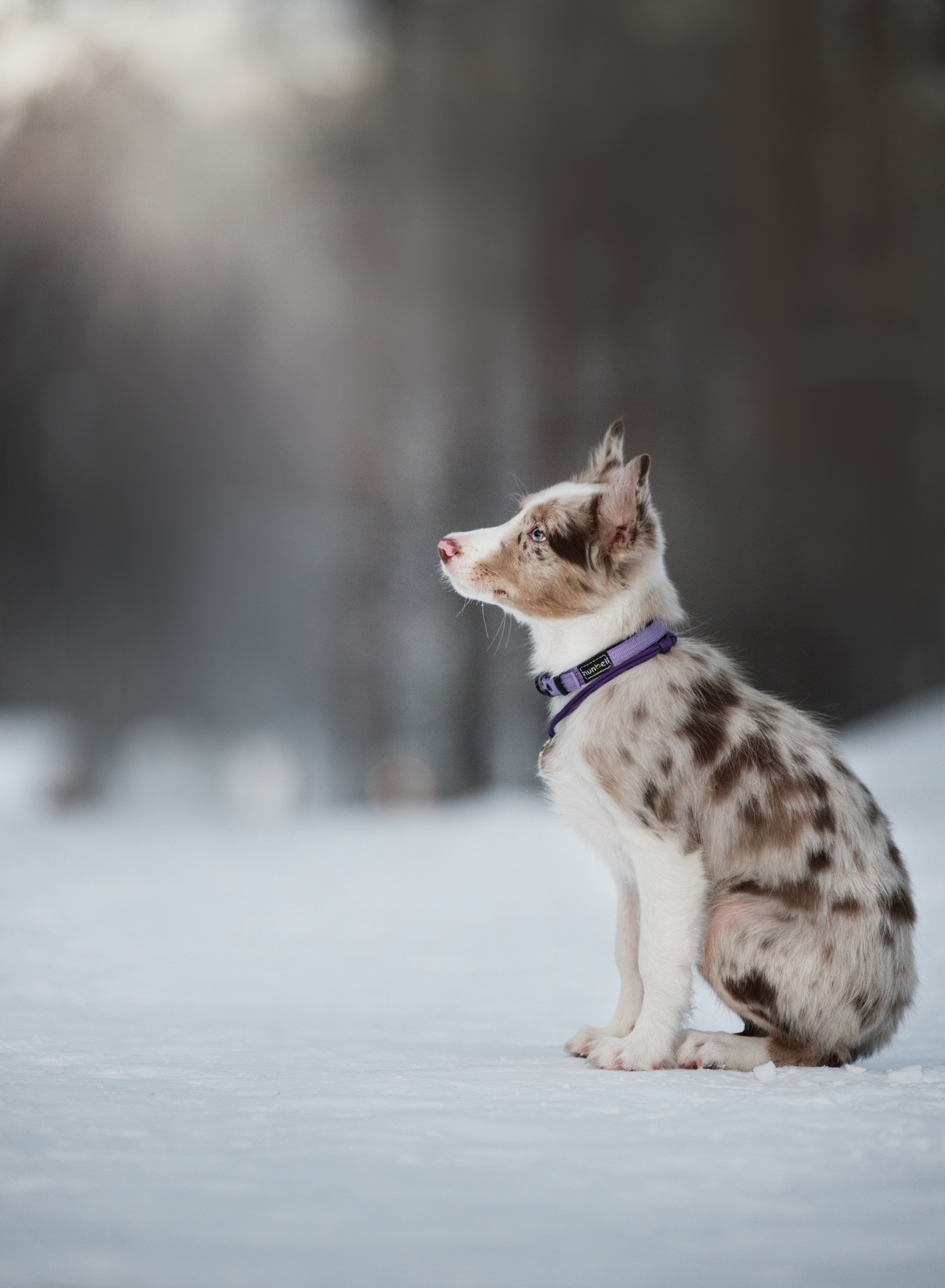 Портфолио. Фотограф-анималист в Екатеринбурге Марина Шишкина
