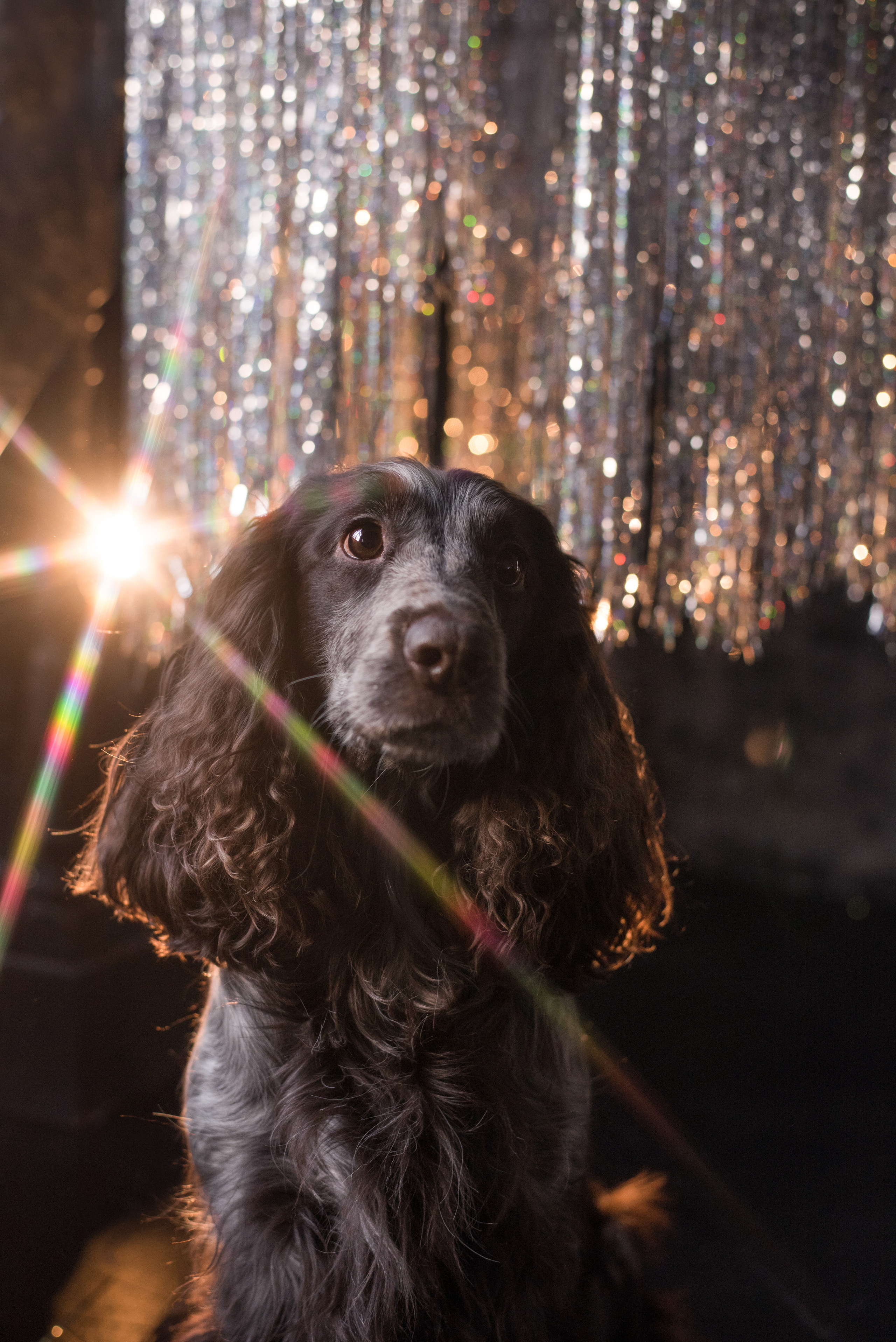 Портфолио. Фотограф-анималист в Екатеринбурге Марина Шишкина