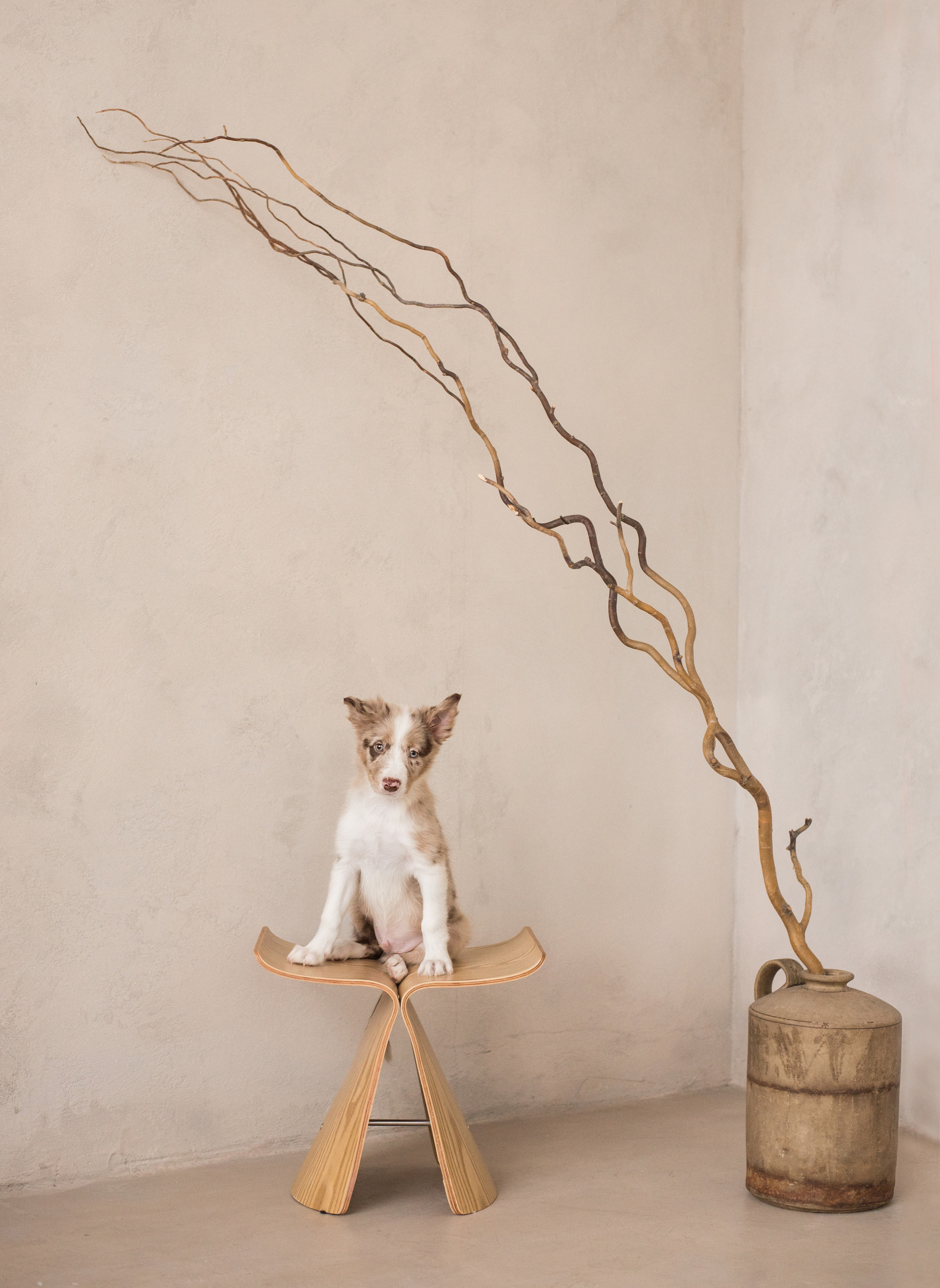 Портфолио. Фотограф-анималист в Екатеринбурге Марина Шишкина