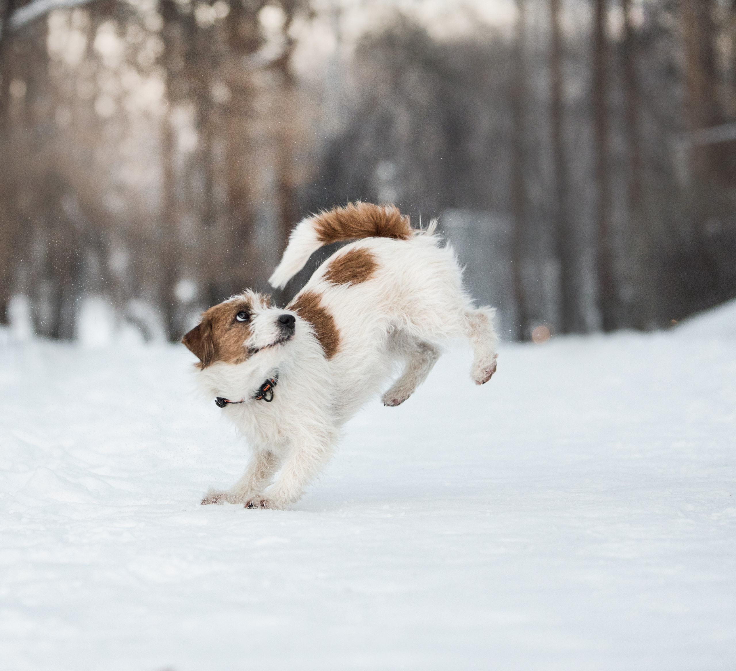 Портфолио. Фотограф-анималист в Екатеринбурге Марина Шишкина