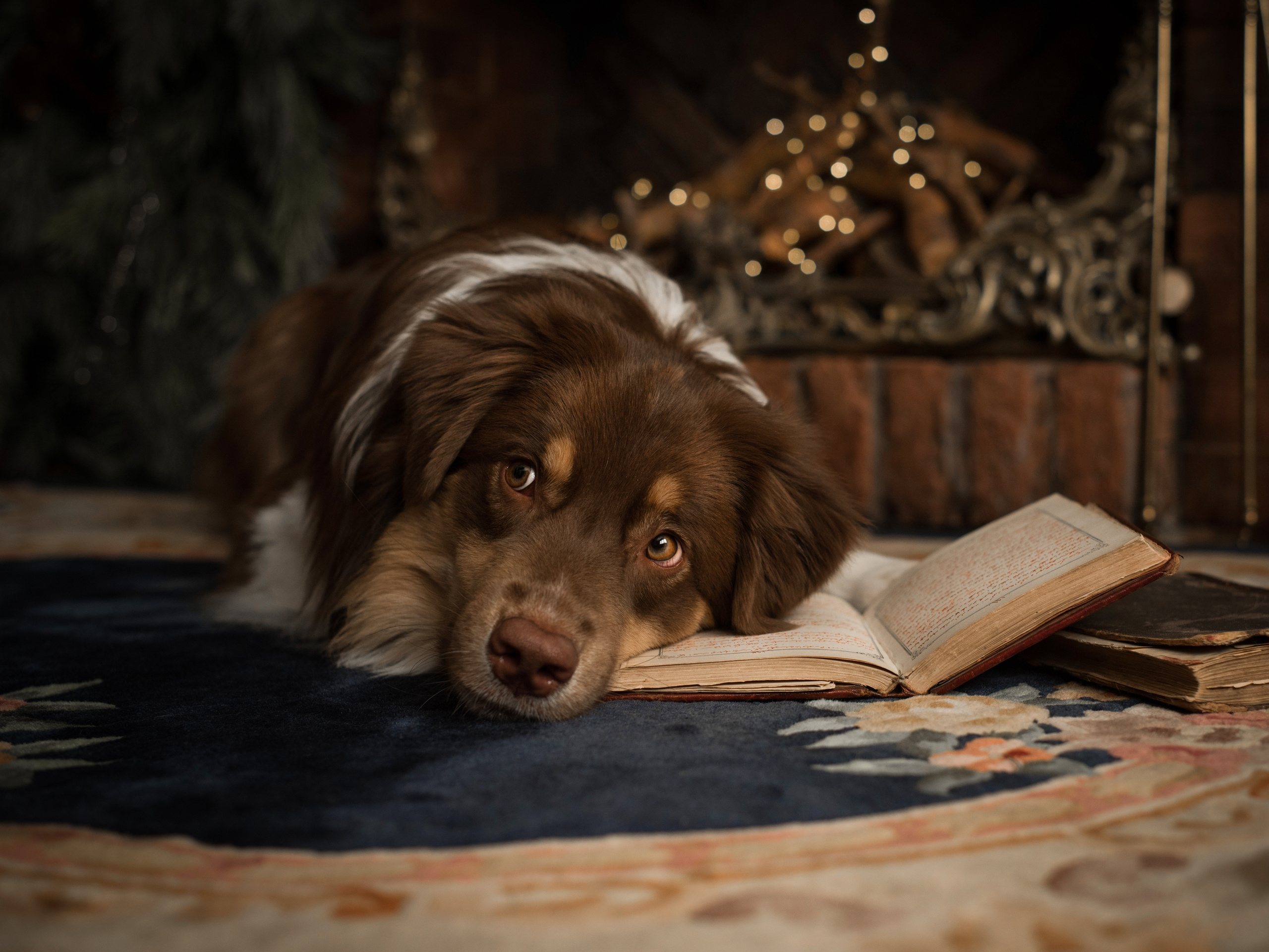 Портфолио. Фотограф-анималист в Екатеринбурге Марина Шишкина