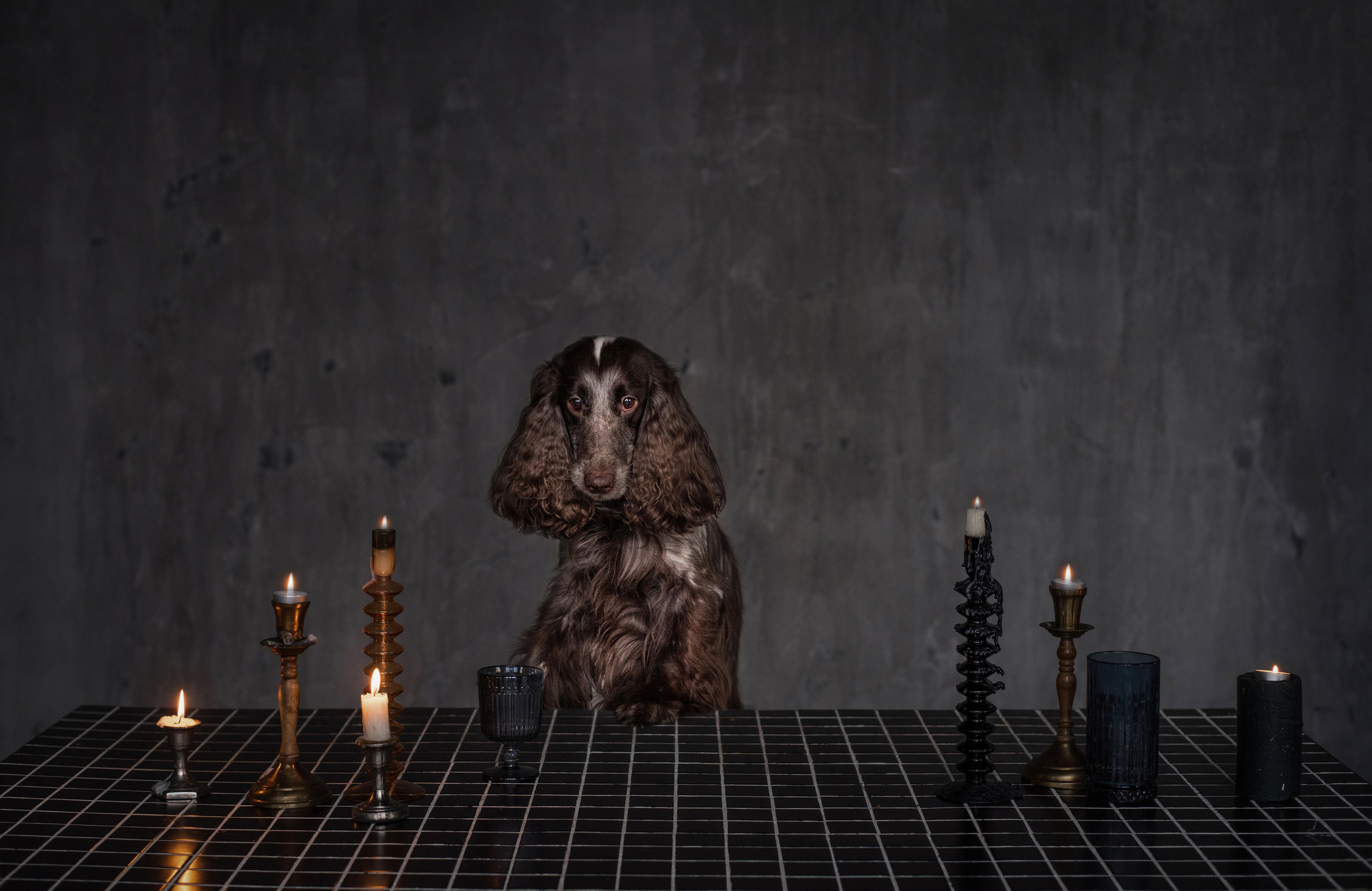 Портфолио. Фотограф-анималист в Екатеринбурге Марина Шишкина