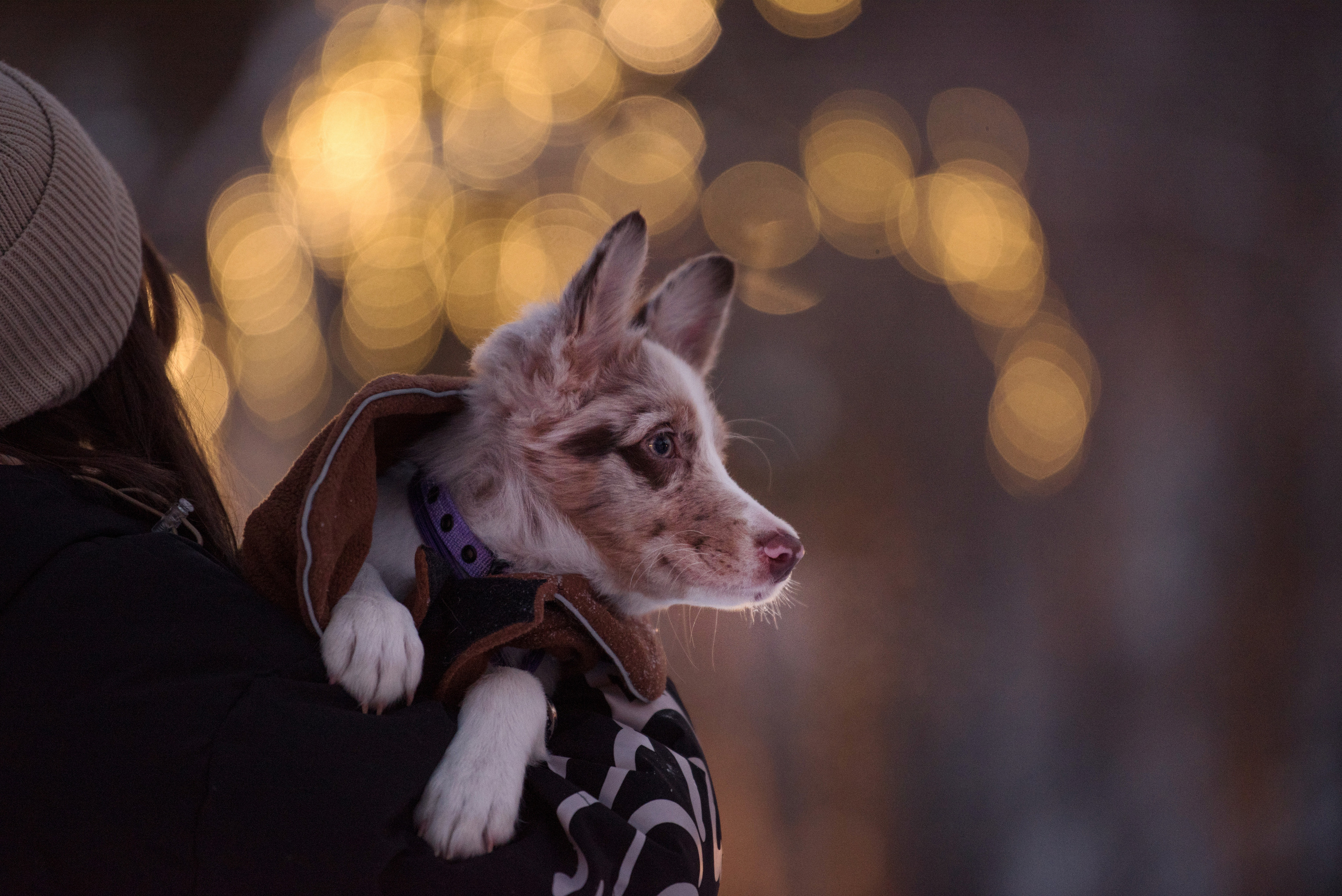 Портфолио. Фотограф-анималист в Екатеринбурге Марина Шишкина