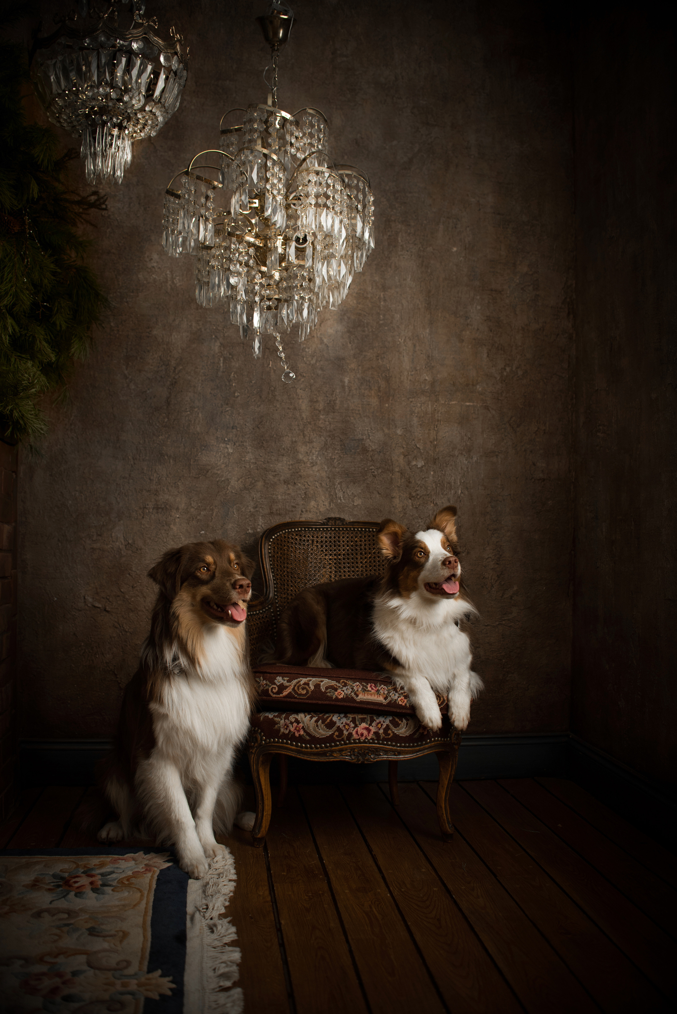 Портфолио. Фотограф-анималист в Екатеринбурге Марина Шишкина