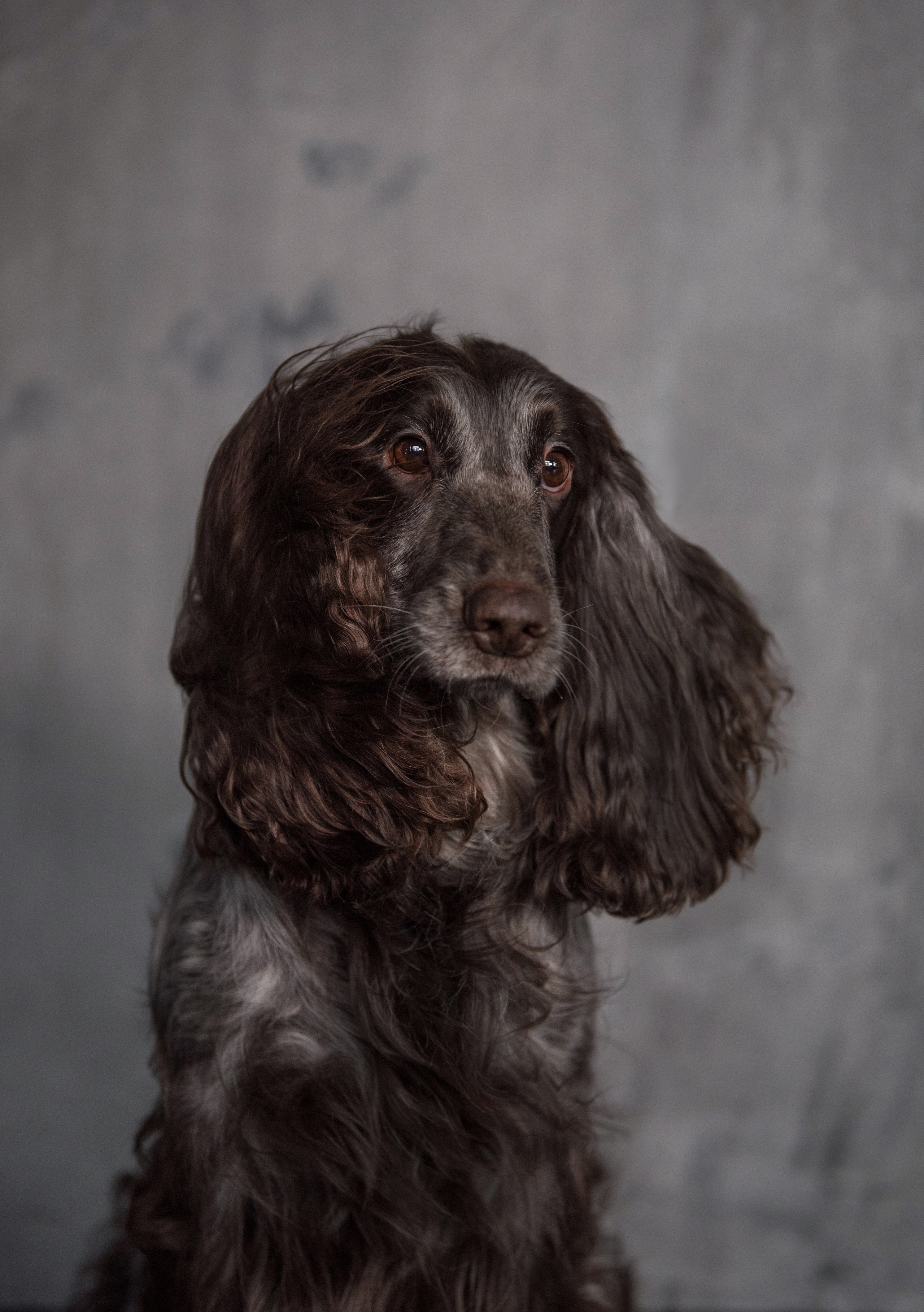 Портфолио. Фотограф-анималист в Екатеринбурге Марина Шишкина