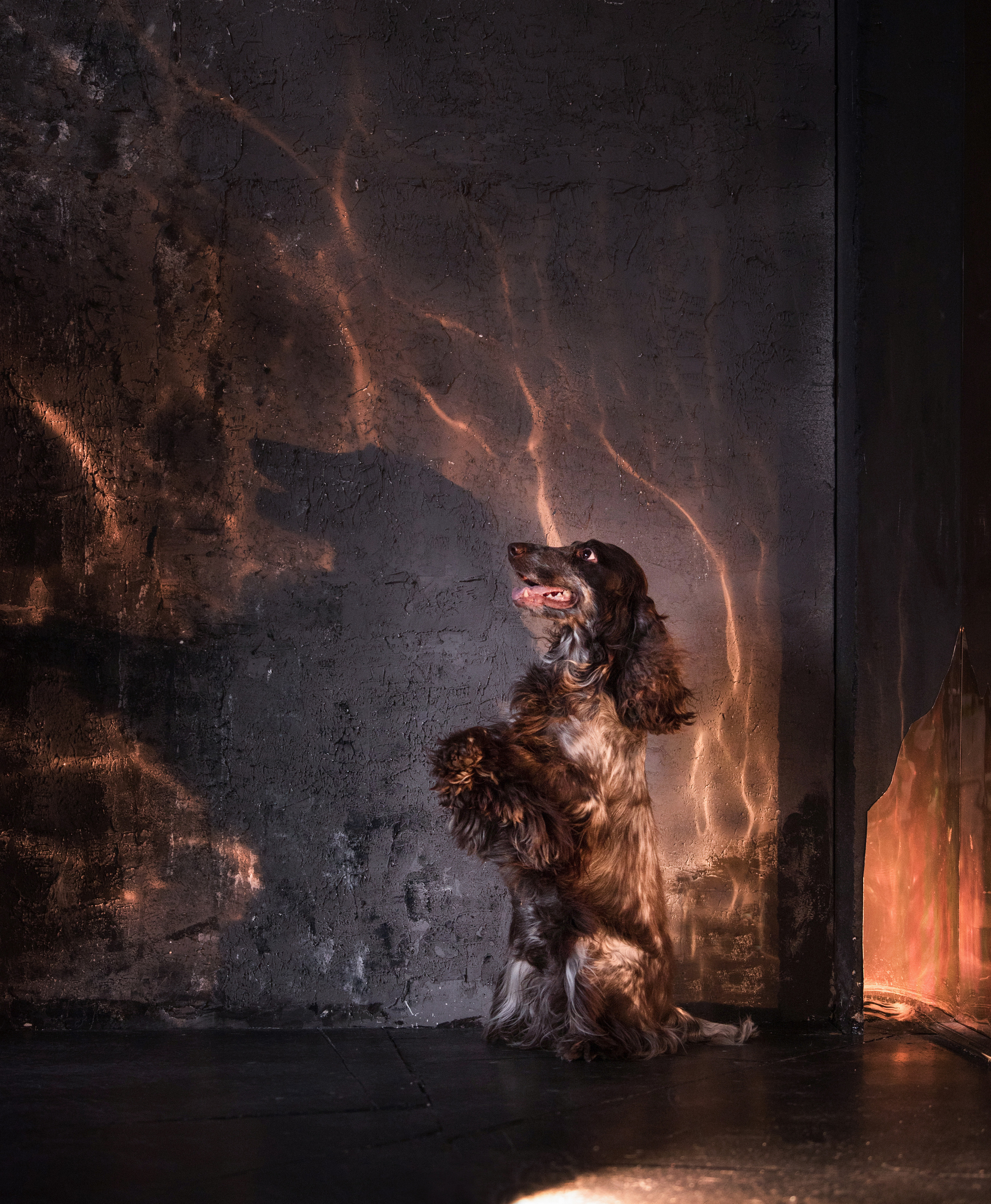 Портфолио. Фотограф-анималист в Екатеринбурге Марина Шишкина