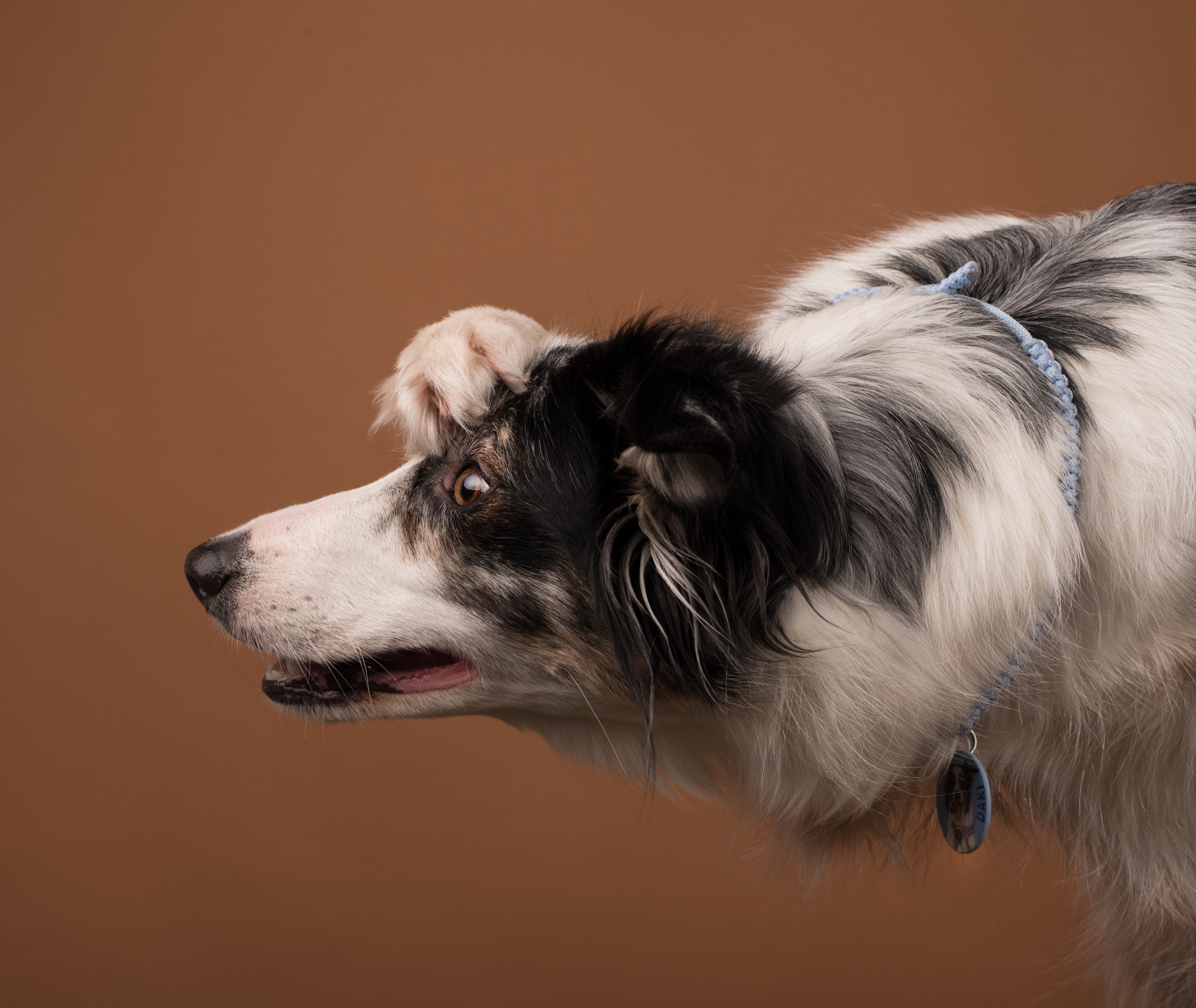 Портфолио. Фотограф-анималист в Екатеринбурге Марина Шишкина