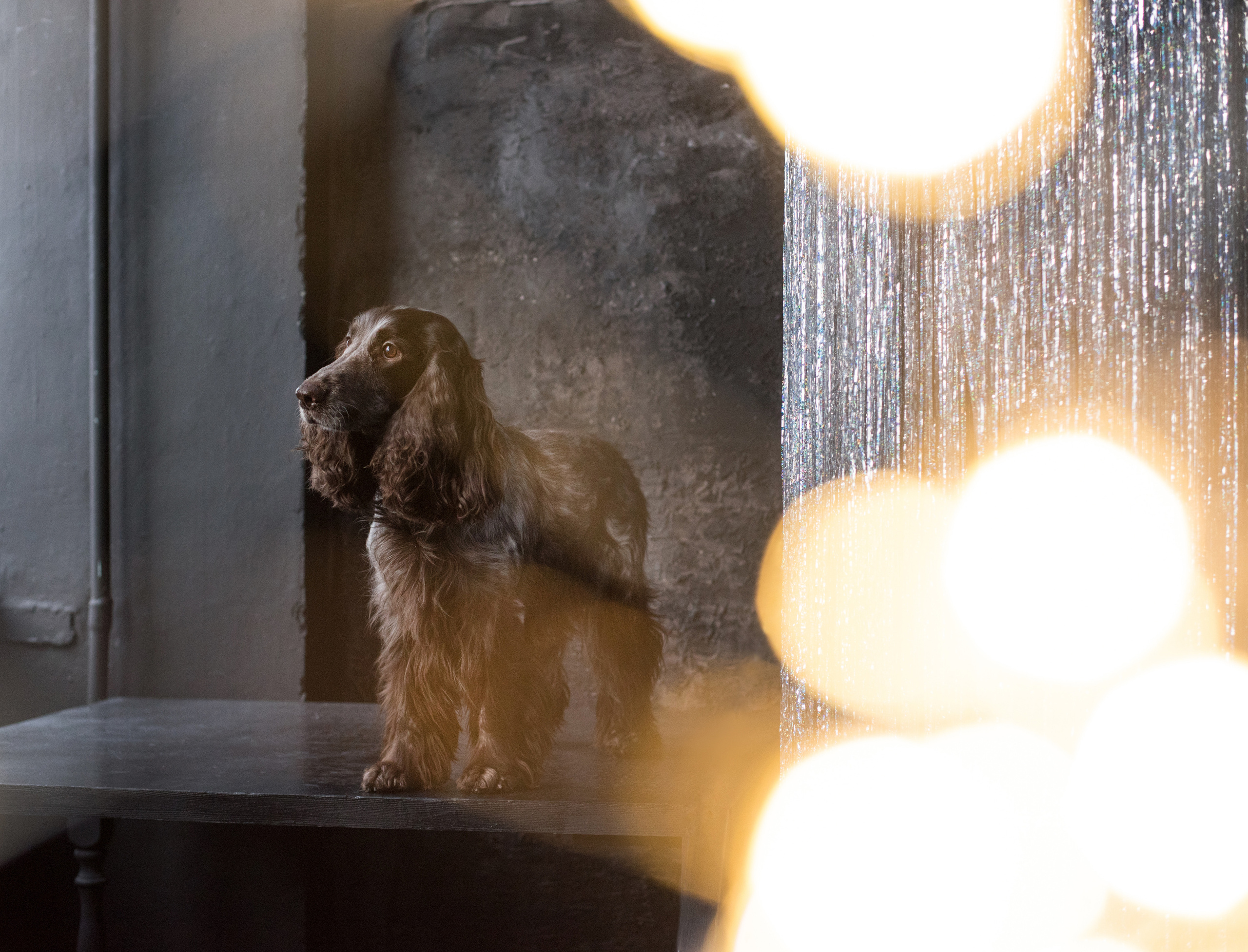 Портфолио. Фотограф-анималист в Екатеринбурге Марина Шишкина