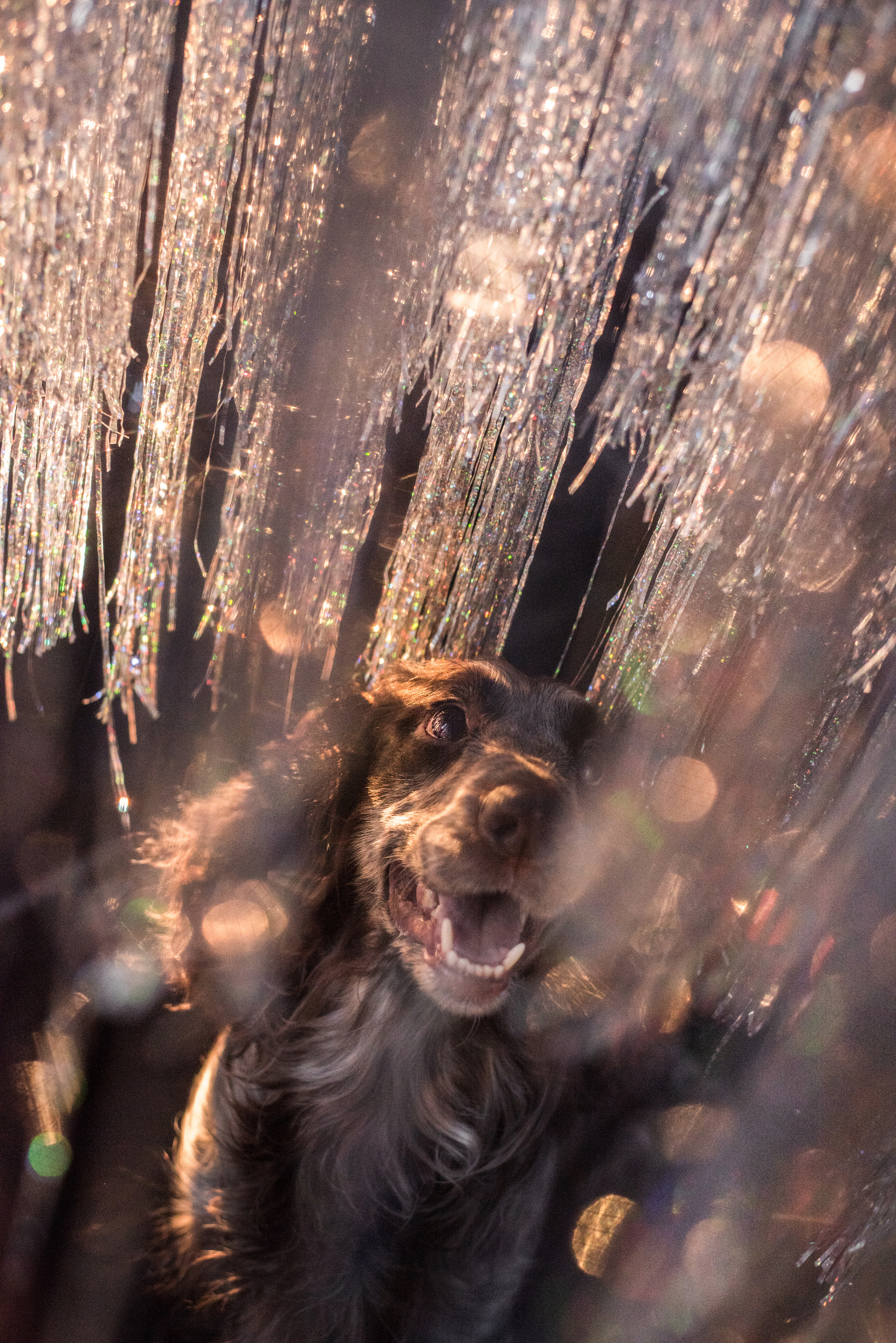 Портфолио. Фотограф-анималист в Екатеринбурге Марина Шишкина