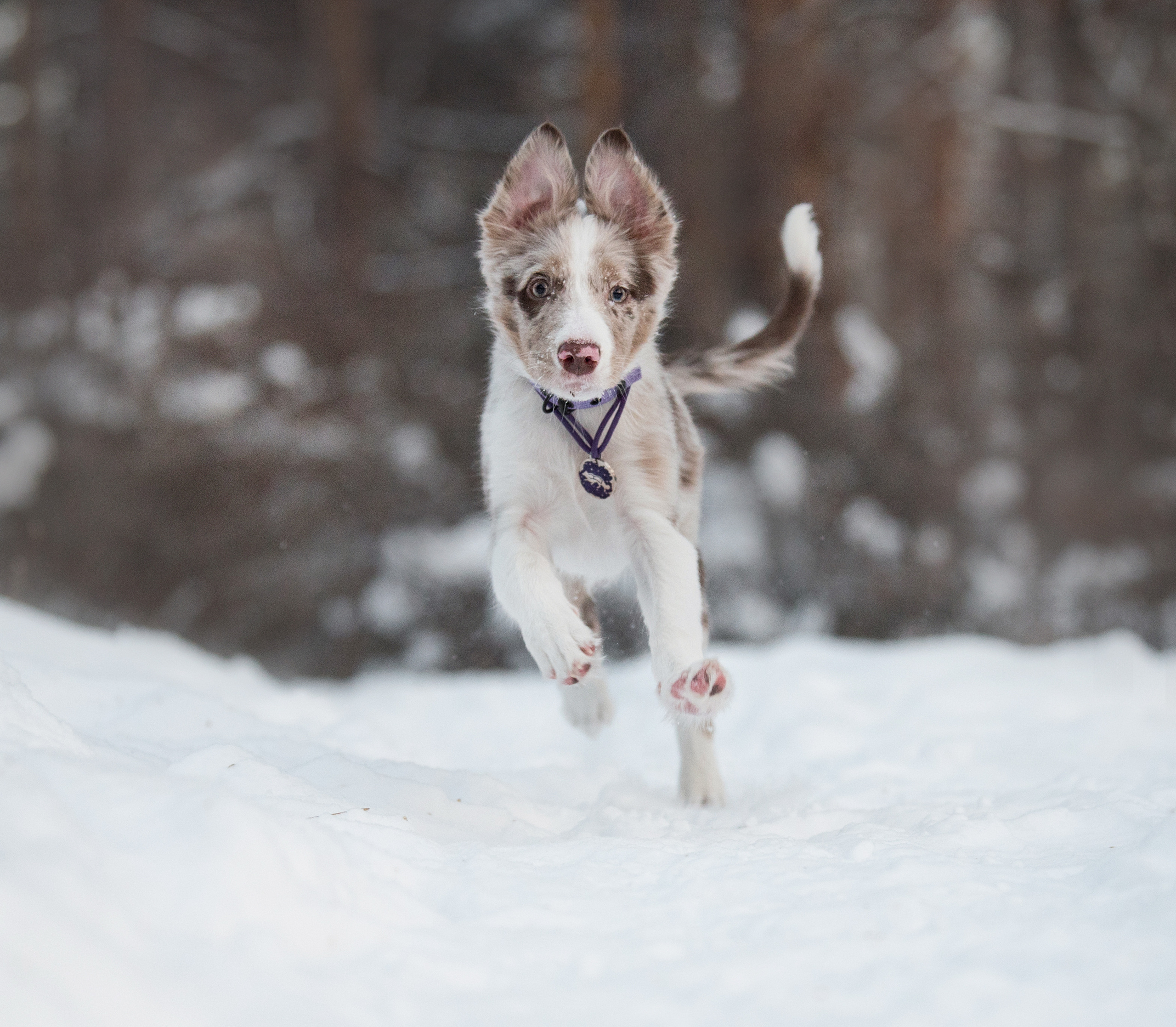 Портфолио. Фотограф-анималист в Екатеринбурге Марина Шишкина