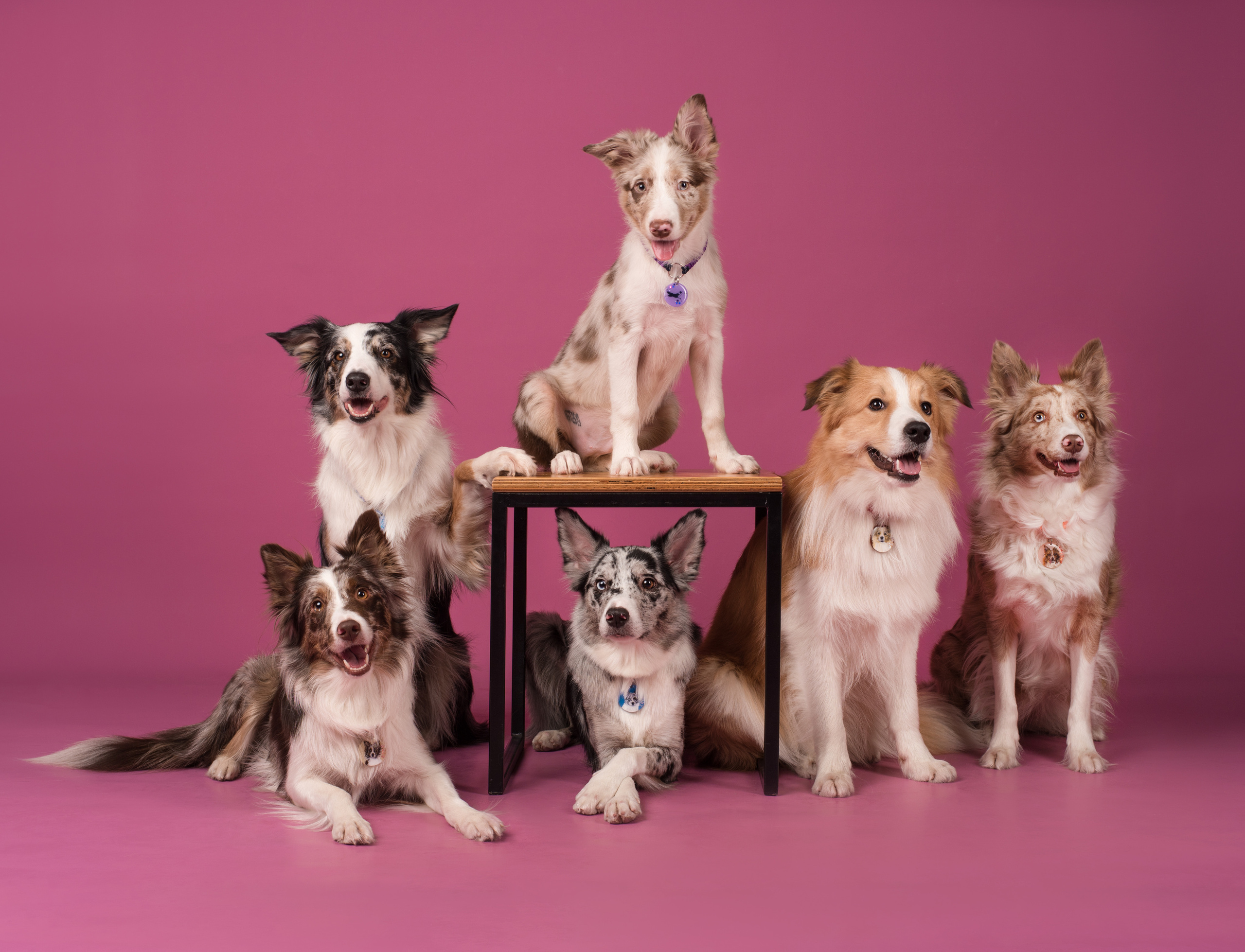 Портфолио. Фотограф-анималист в Екатеринбурге Марина Шишкина