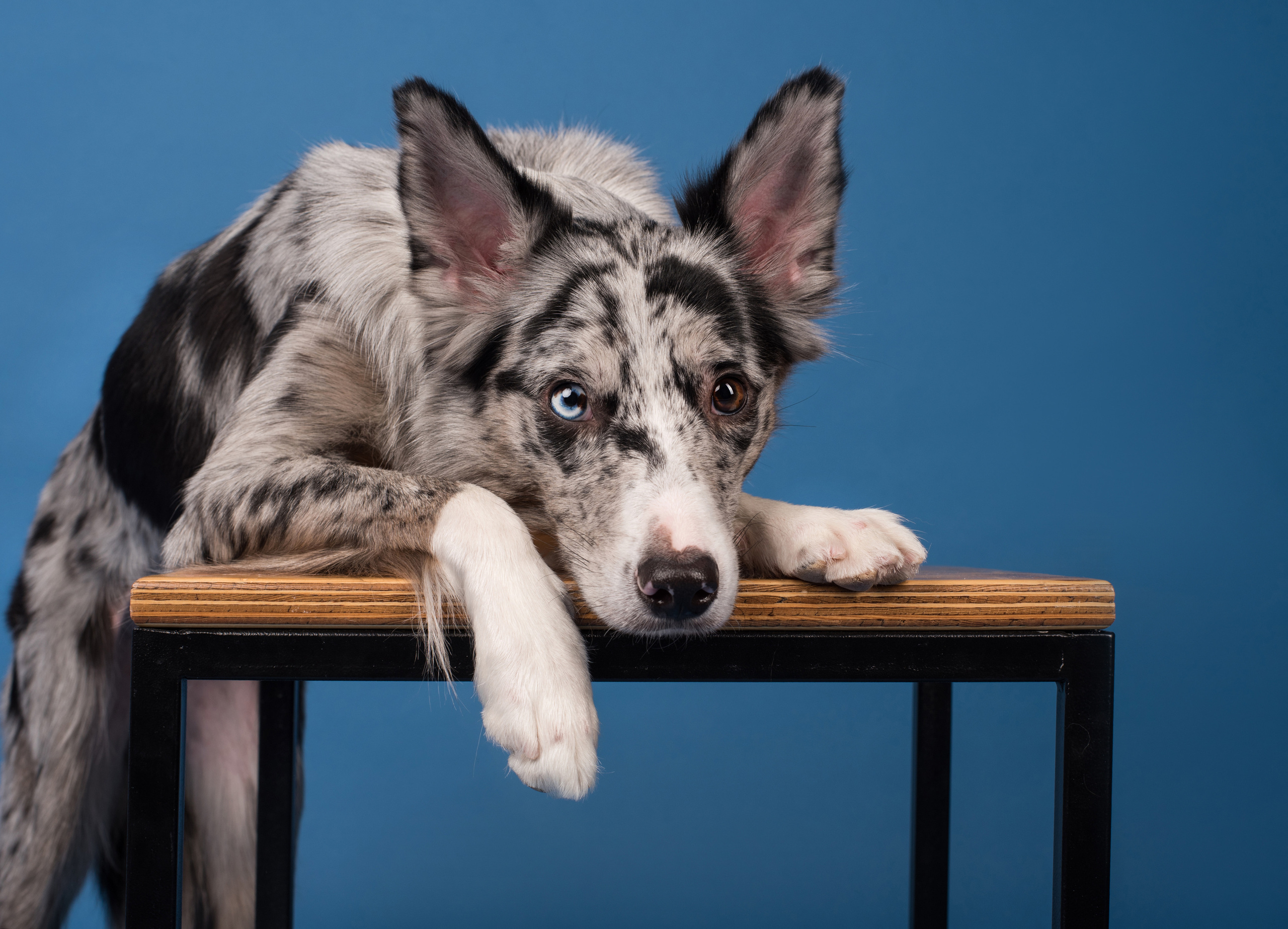Портфолио. Фотограф-анималист в Екатеринбурге Марина Шишкина