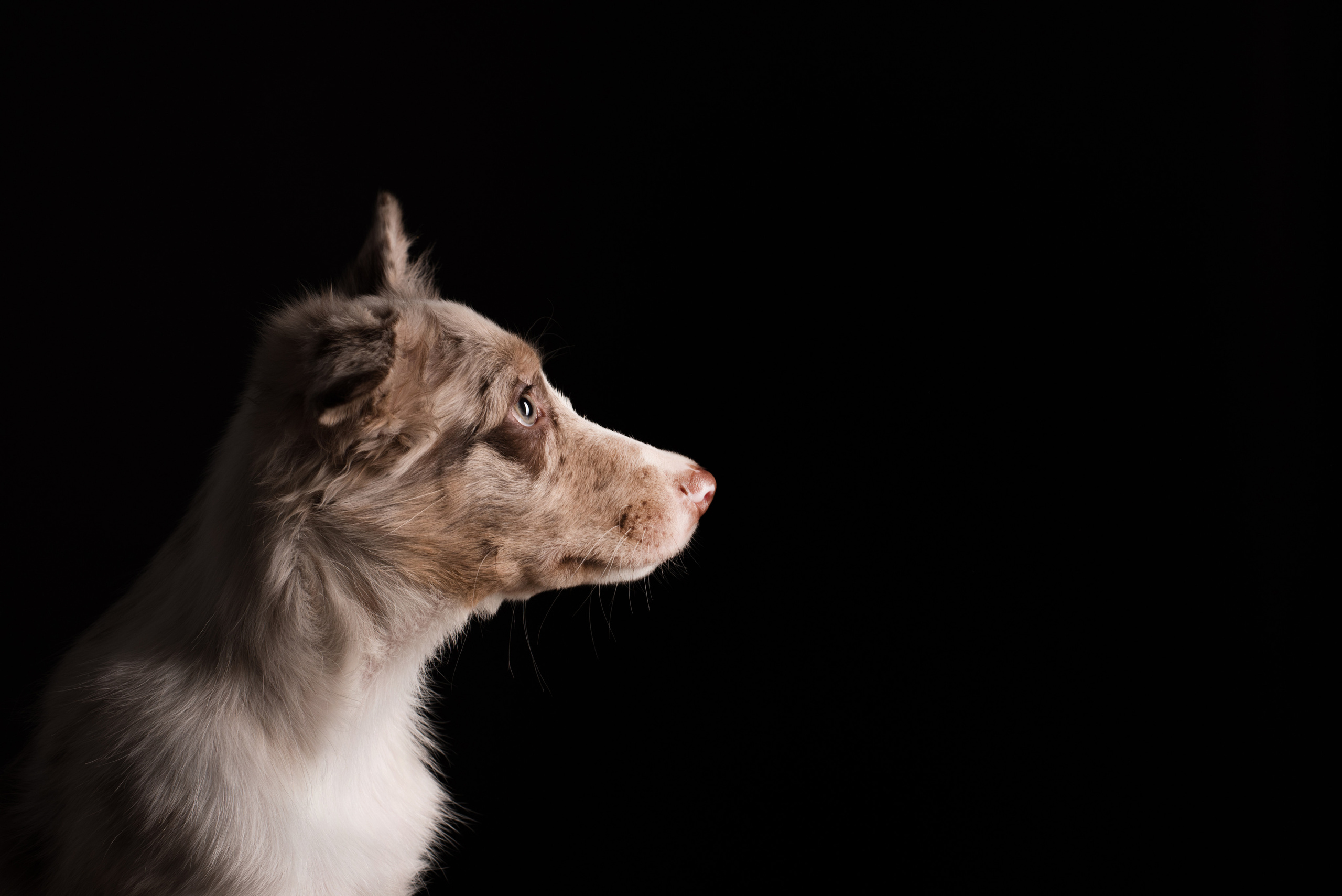 Портфолио. Фотограф-анималист в Екатеринбурге Марина Шишкина