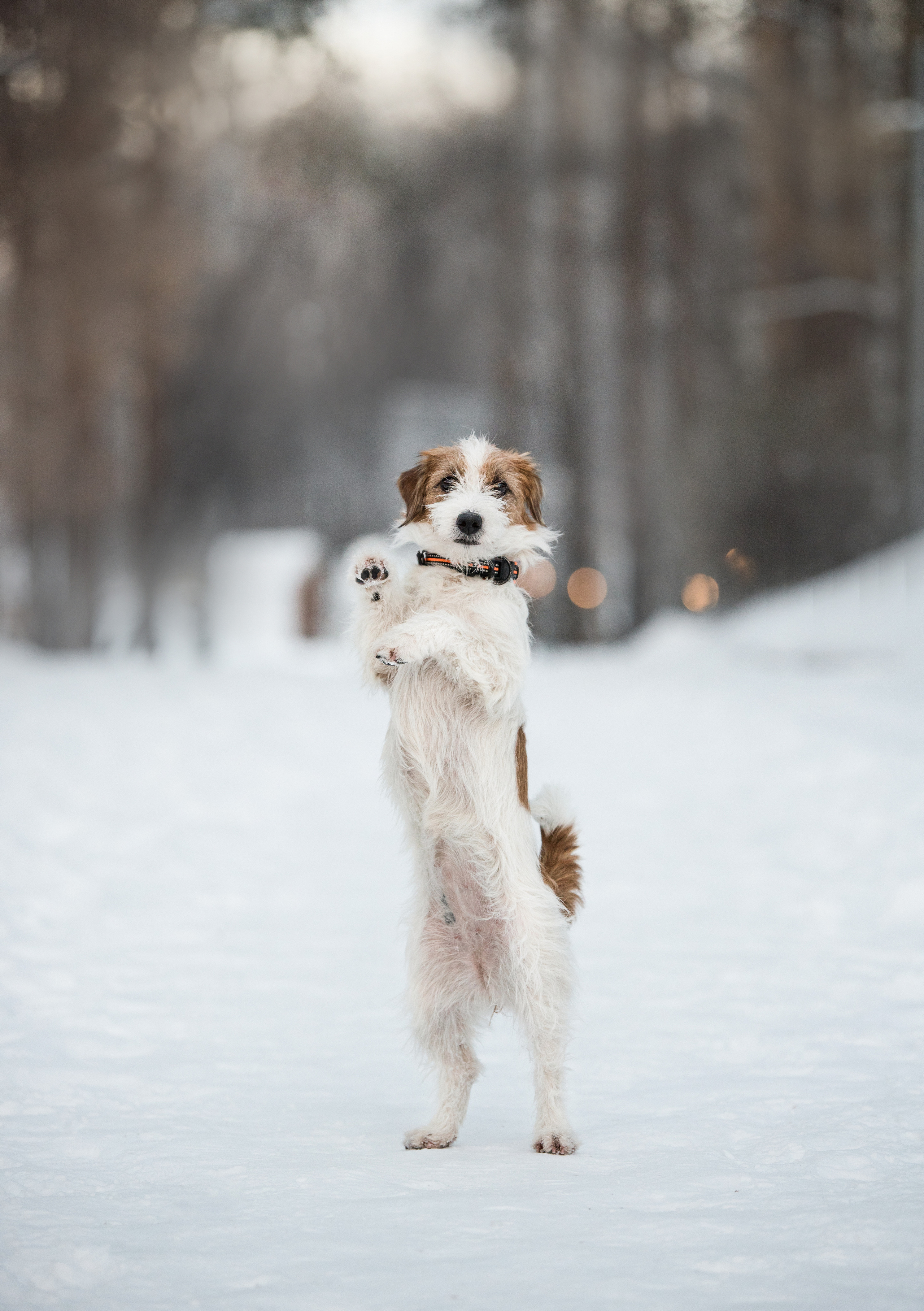 Портфолио. Фотограф-анималист в Екатеринбурге Марина Шишкина