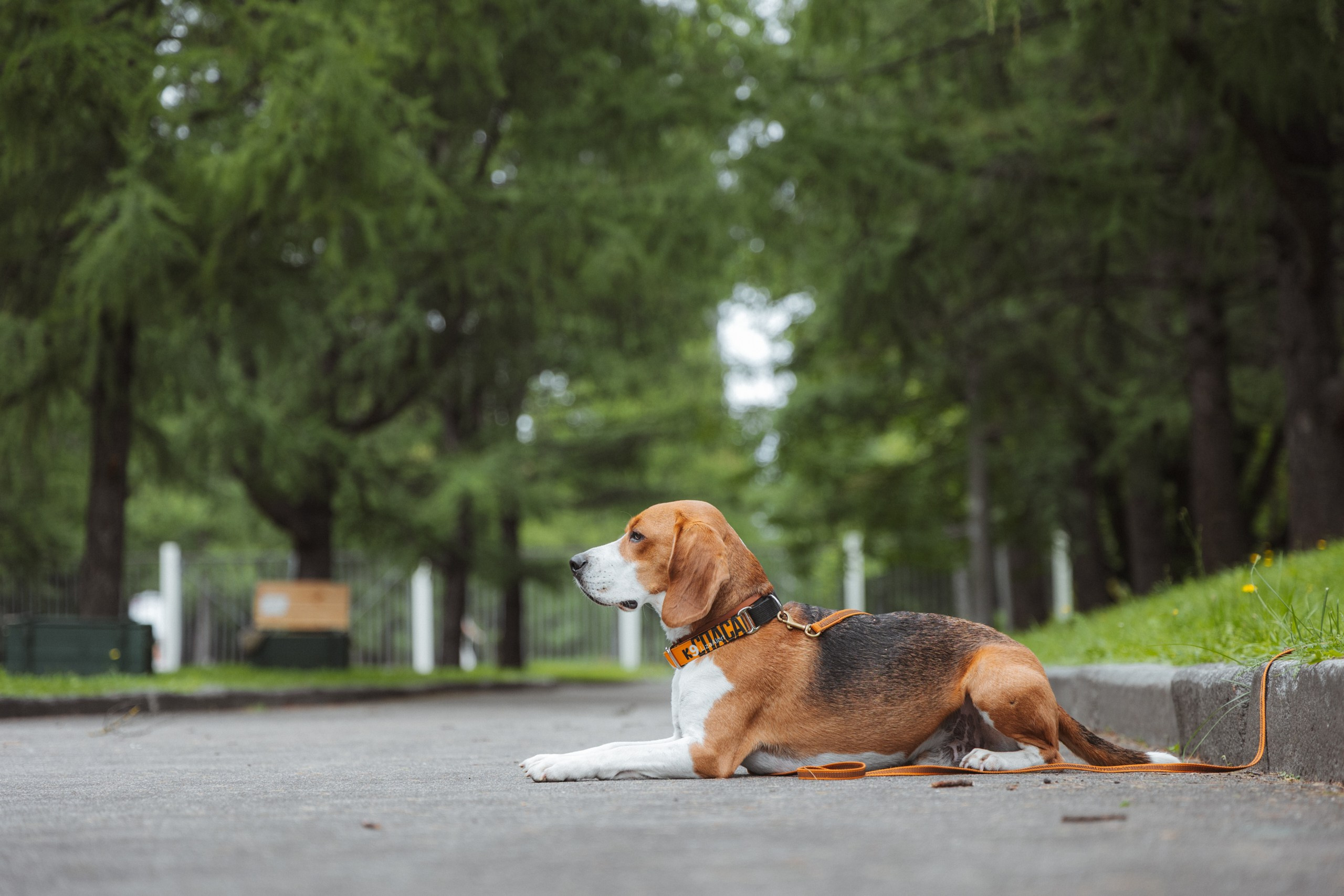День Фронтовой Собаки (поисково-спасательные собаки). Фотограф Ирина Астор