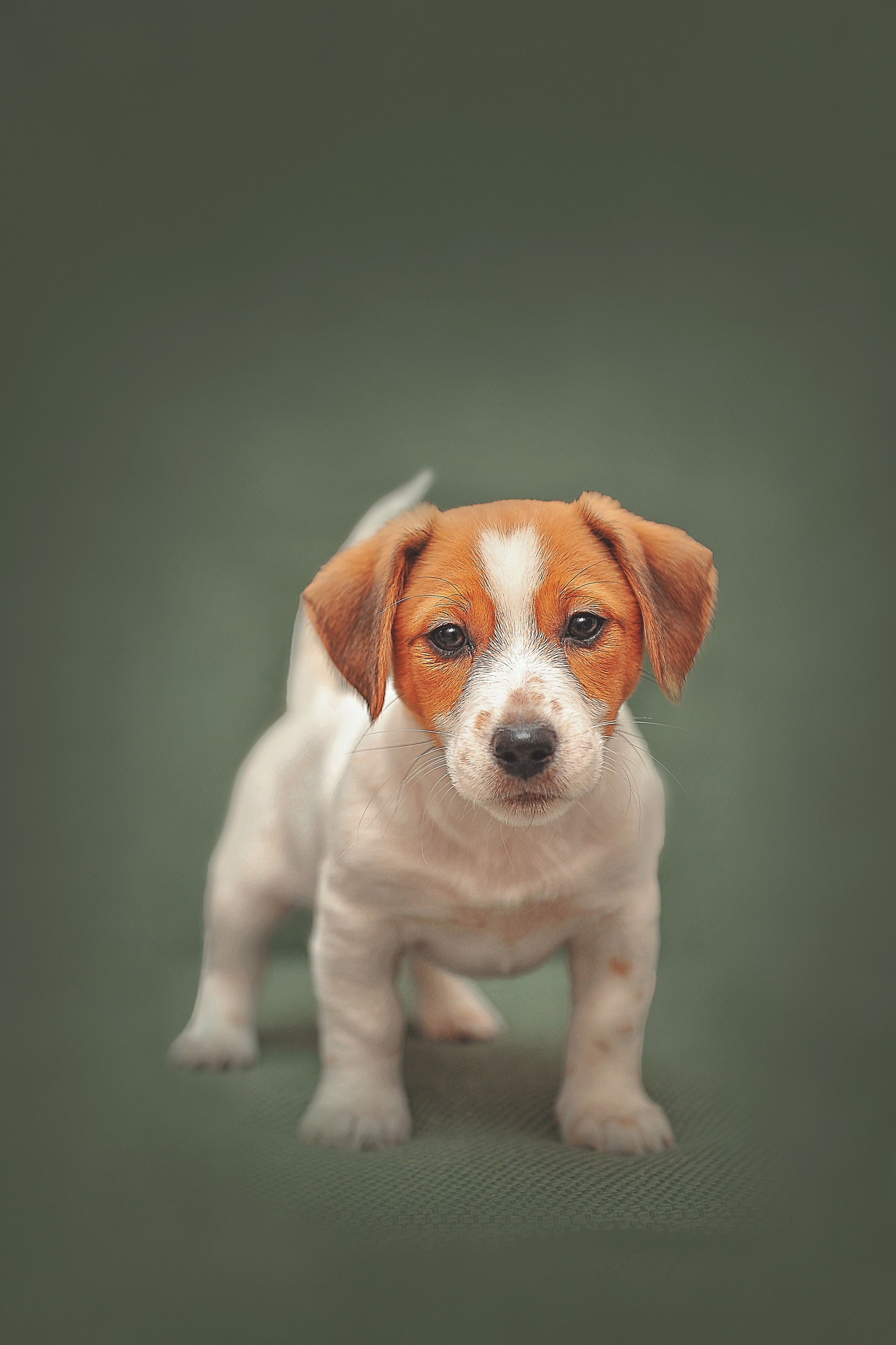 Фотосессия животных в Ижевских, фотограф животных. Детский, семейный фотограф в Ижевске и Москве Аксинья Лысенкова ADEN