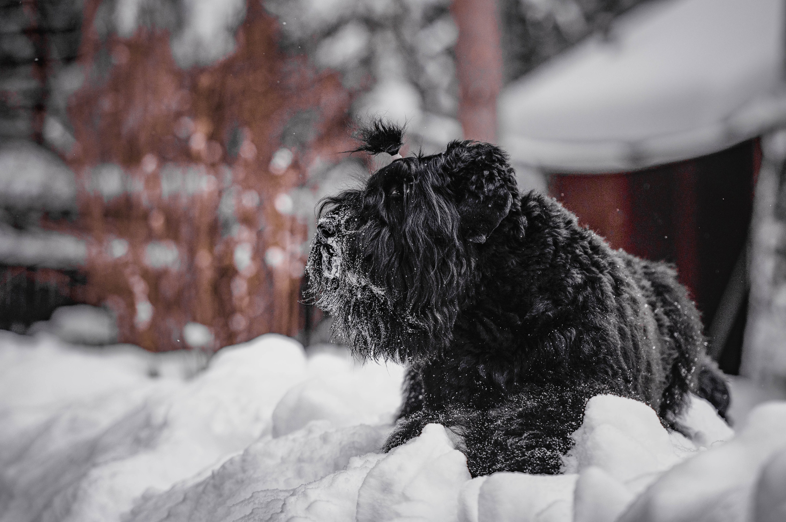 Клео. Фотограф-анималист
