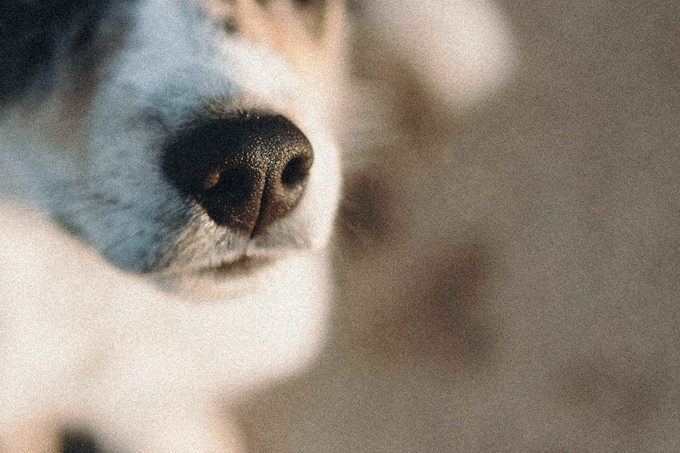 Балу и Илья. Фотограф анималист Анастасия Пикей