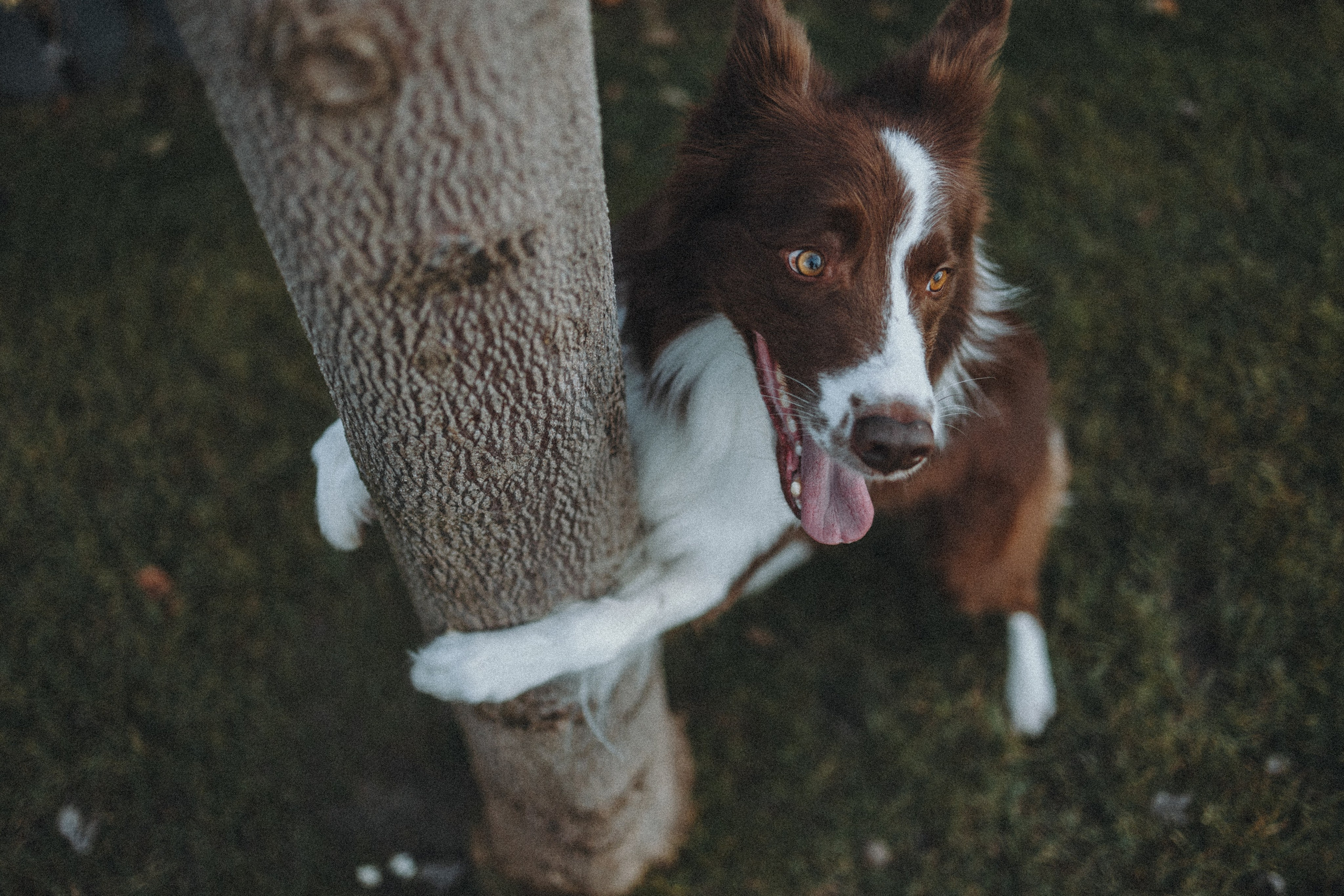 Маша и Тори. Фотограф — анималист Светлана Кысса|фотограф собак в Краснодаре и Нижнем Новгороде