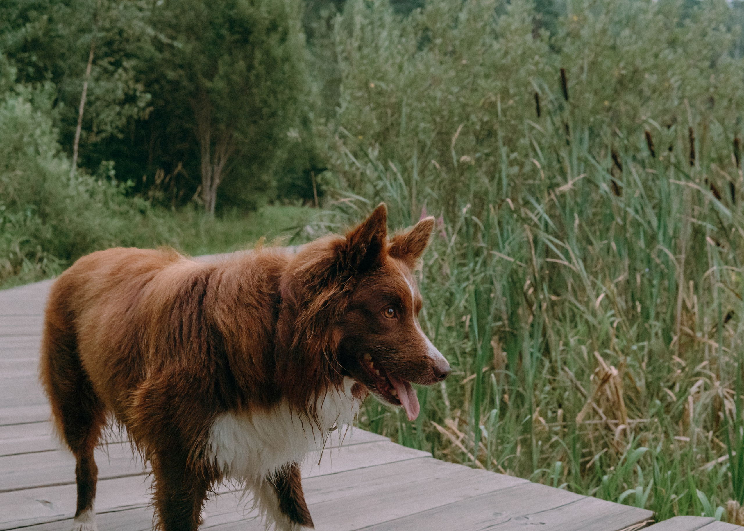 Виолетта, Лила и Питер. Фотограф-анималист Ксения Воробьева, Москва