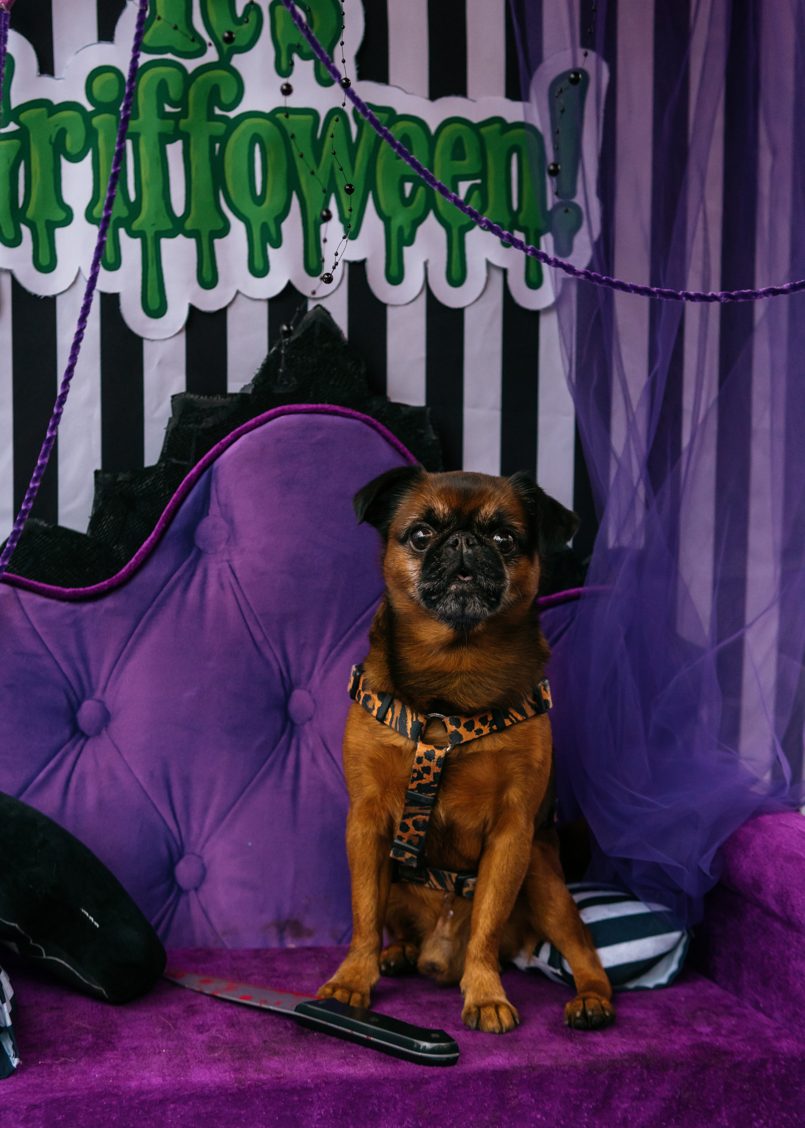 Тематическая встреча породников «Griffween». Фотограф-анималист Ксения Воробьева, Москва