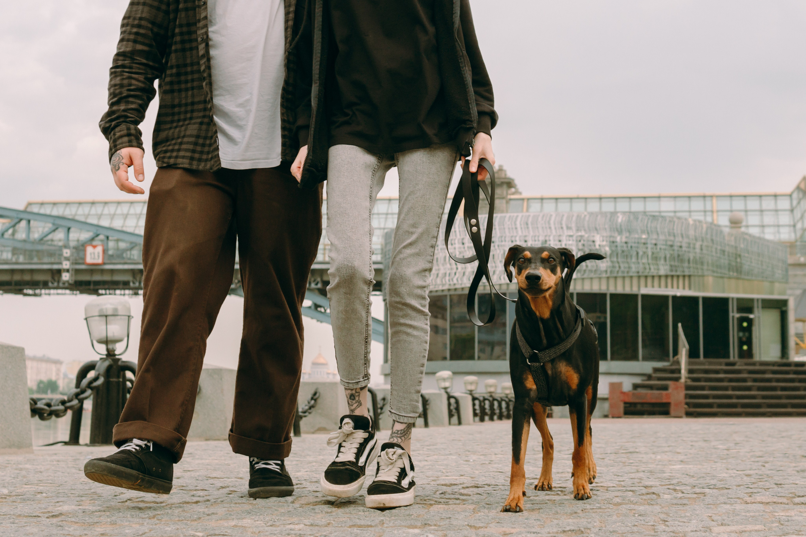 Кира, Максим и Аскара. Фотограф-анималист Ксения Воробьева, Москва