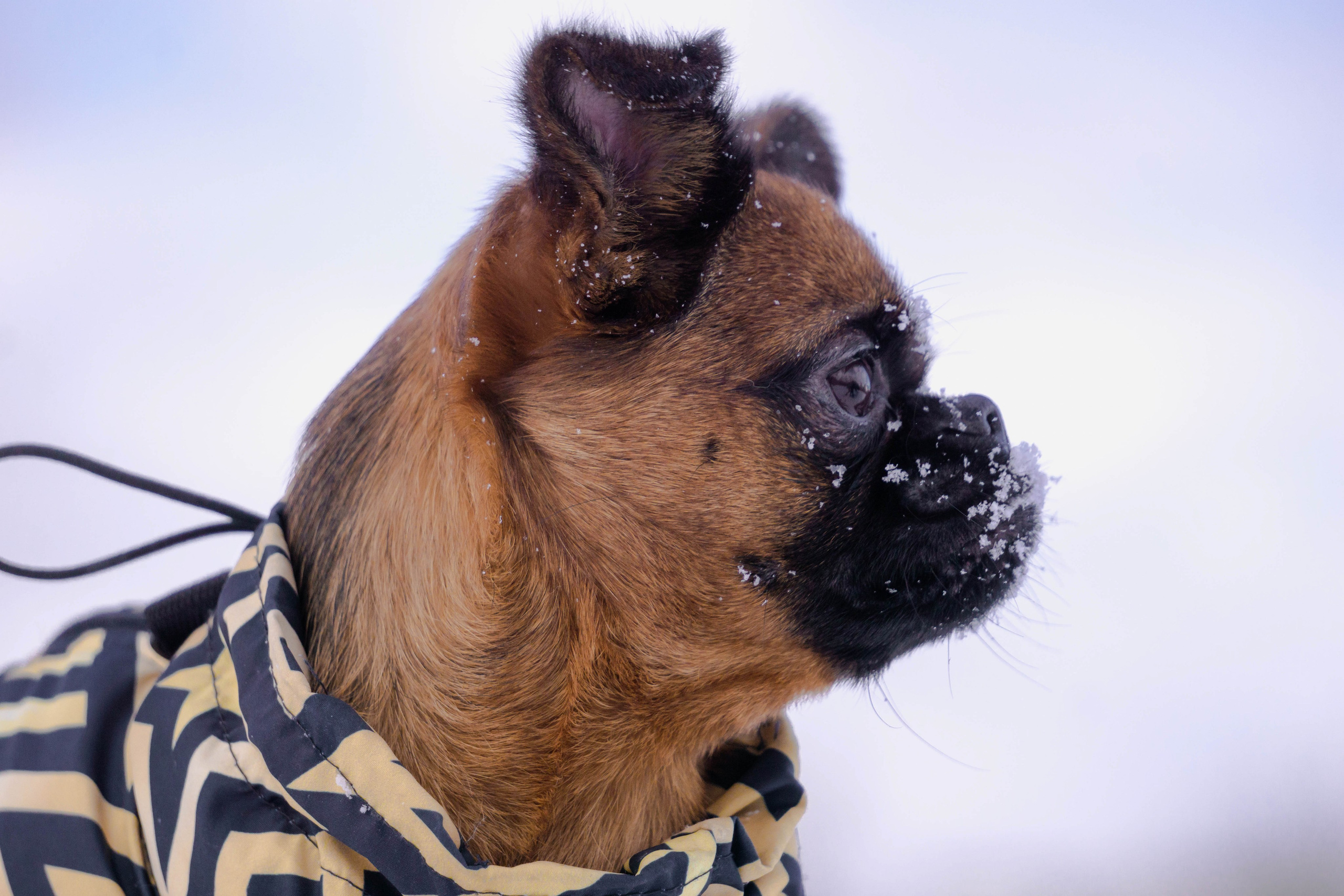 Надя и Ефим. Фотограф-анималист Ксения Воробьева, Москва