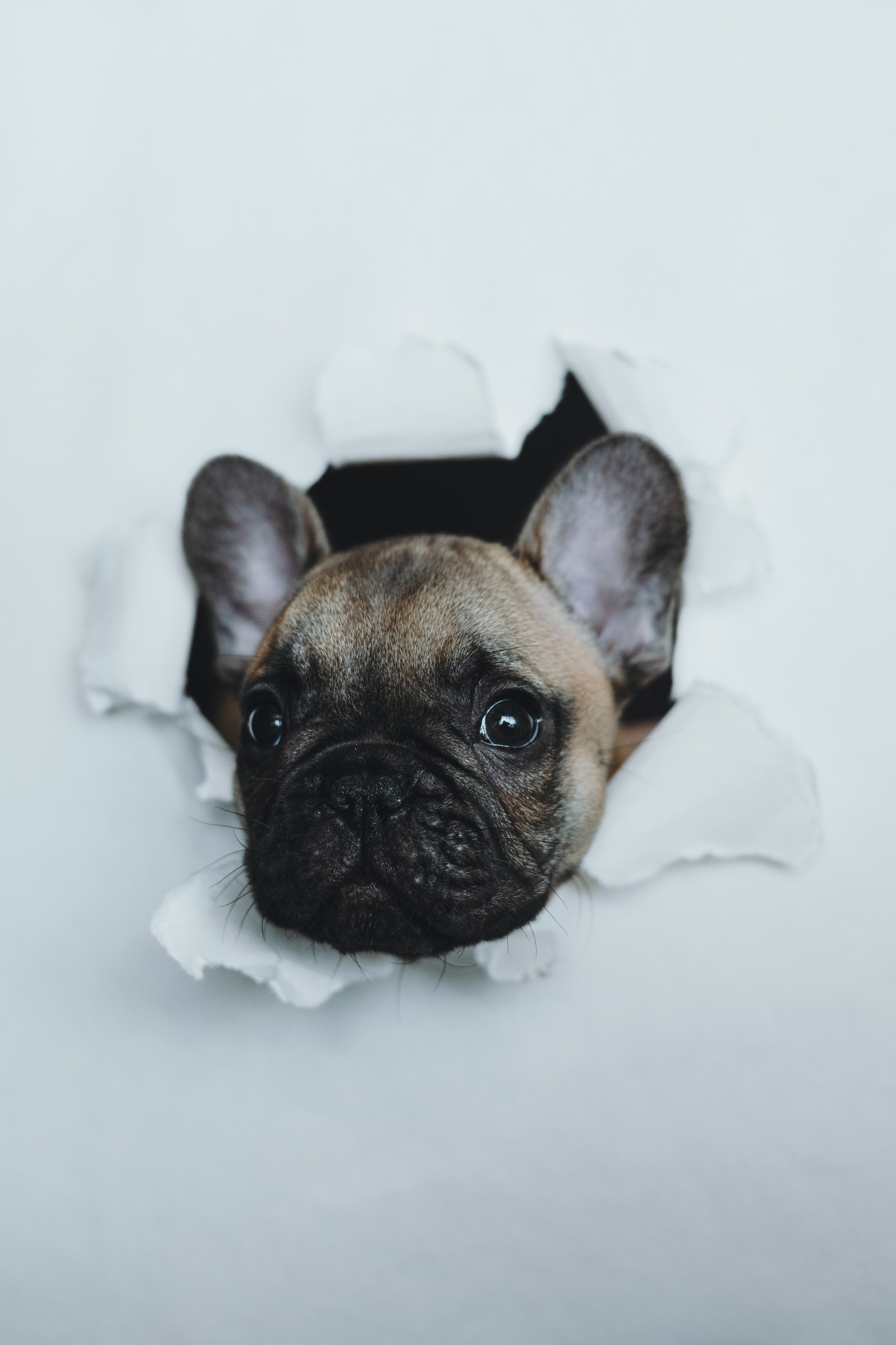 Щеночки. Фотограф — анималист Владивосток, Алина