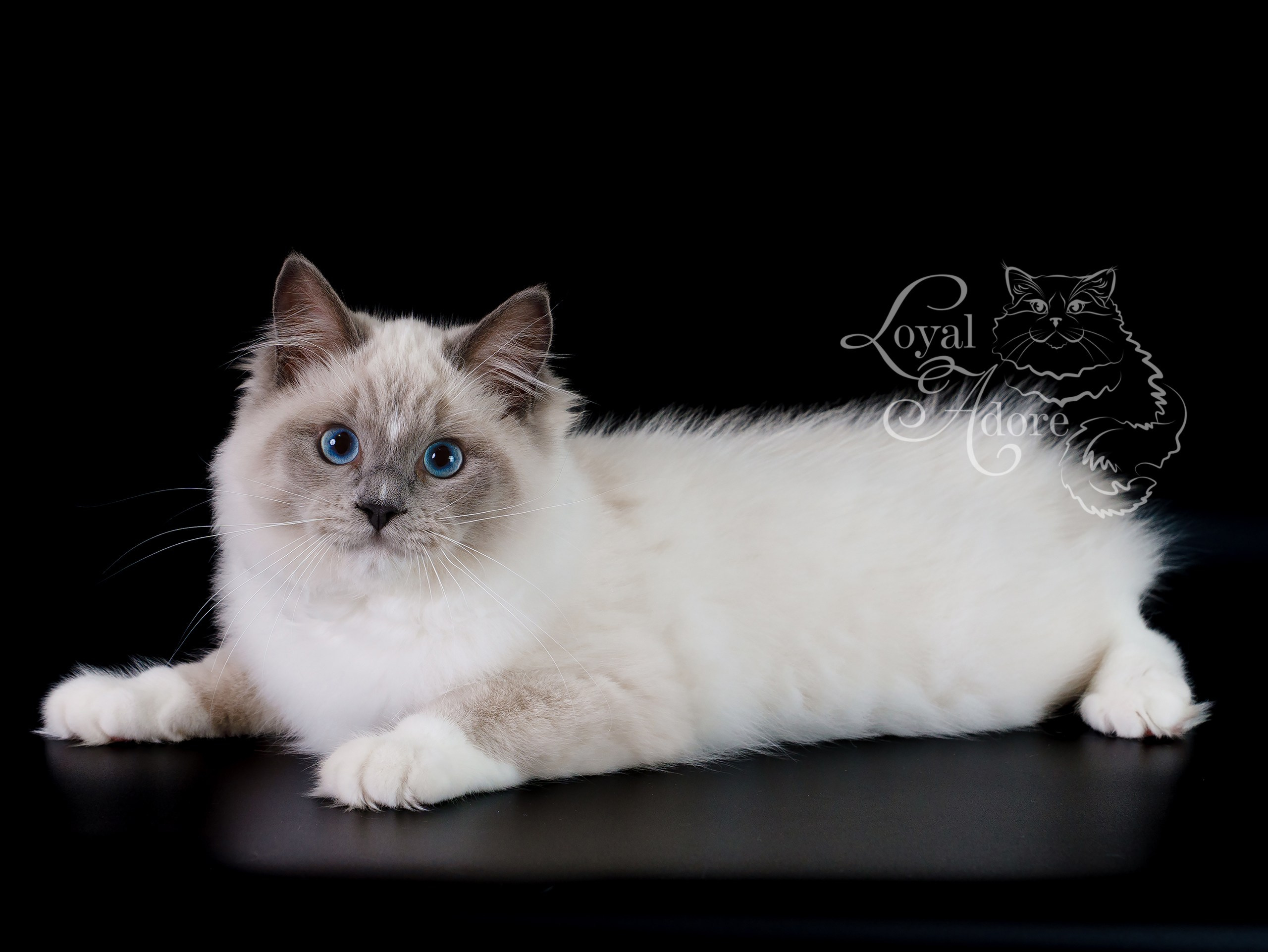 Кошки производители Loyal Adore. Питомник рэгдолл Loyal Adore