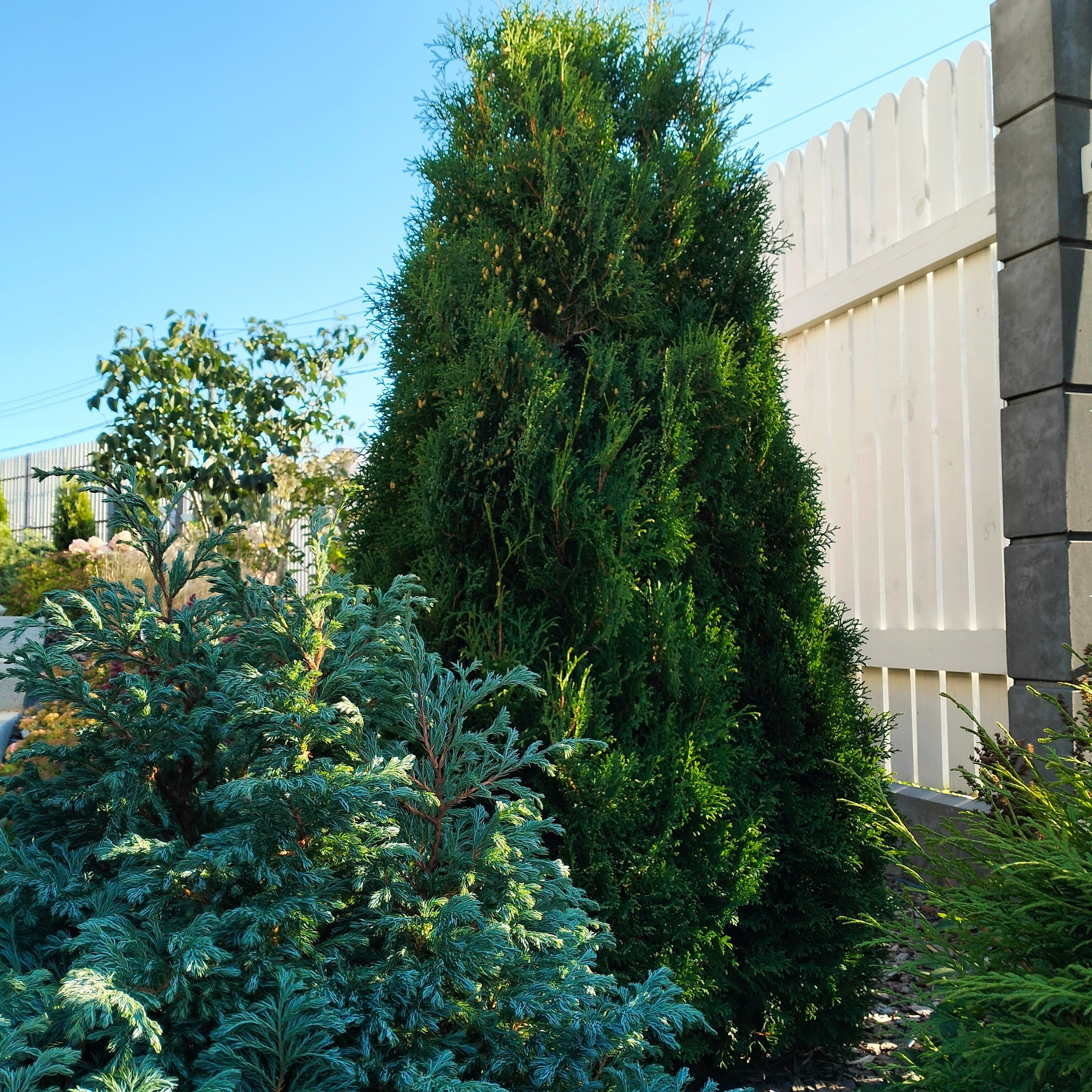 Сад за сезон. Дизайнер интерьера, Санкт-Петербург