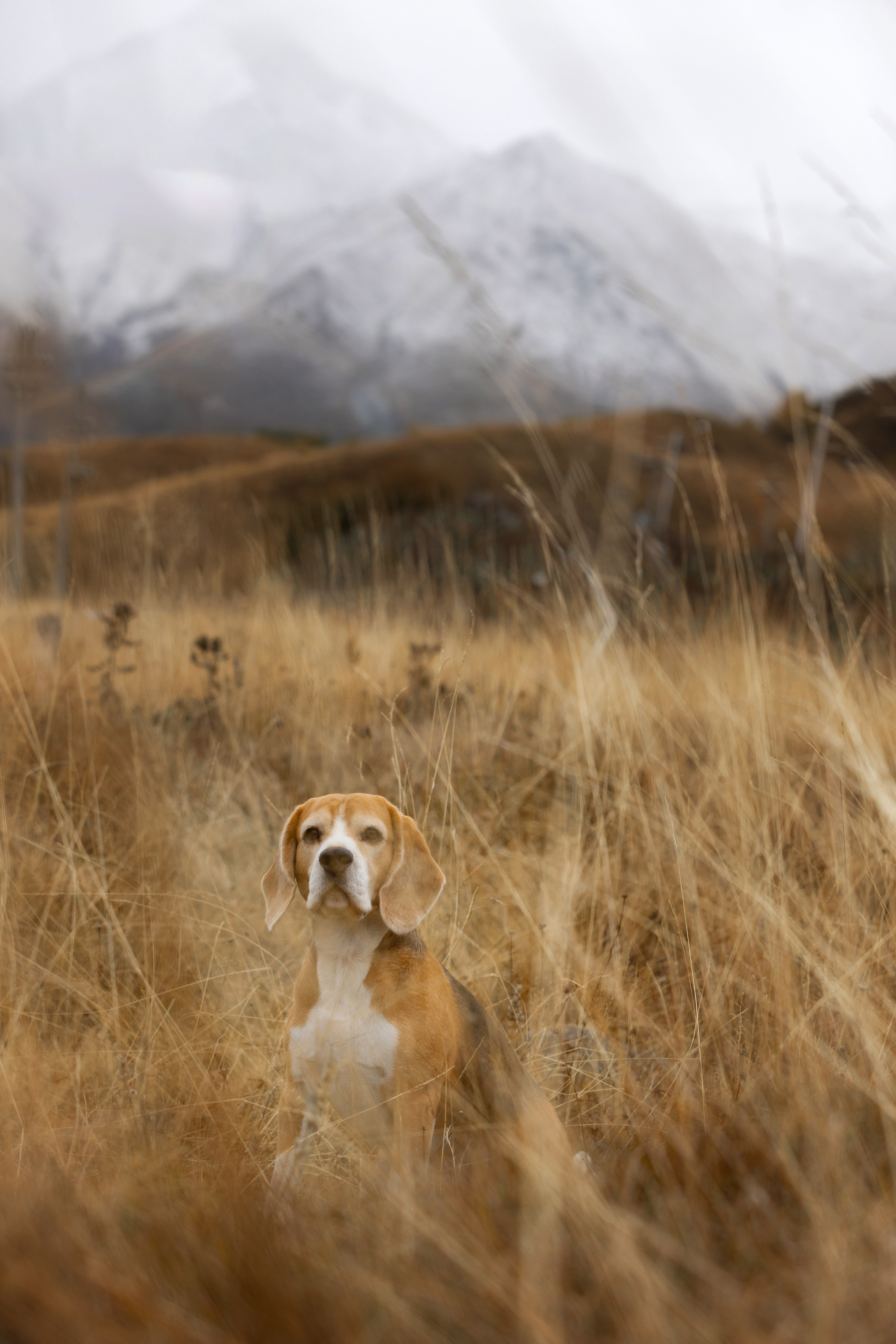 Собаки и не только. Фотограф Алена Звездина