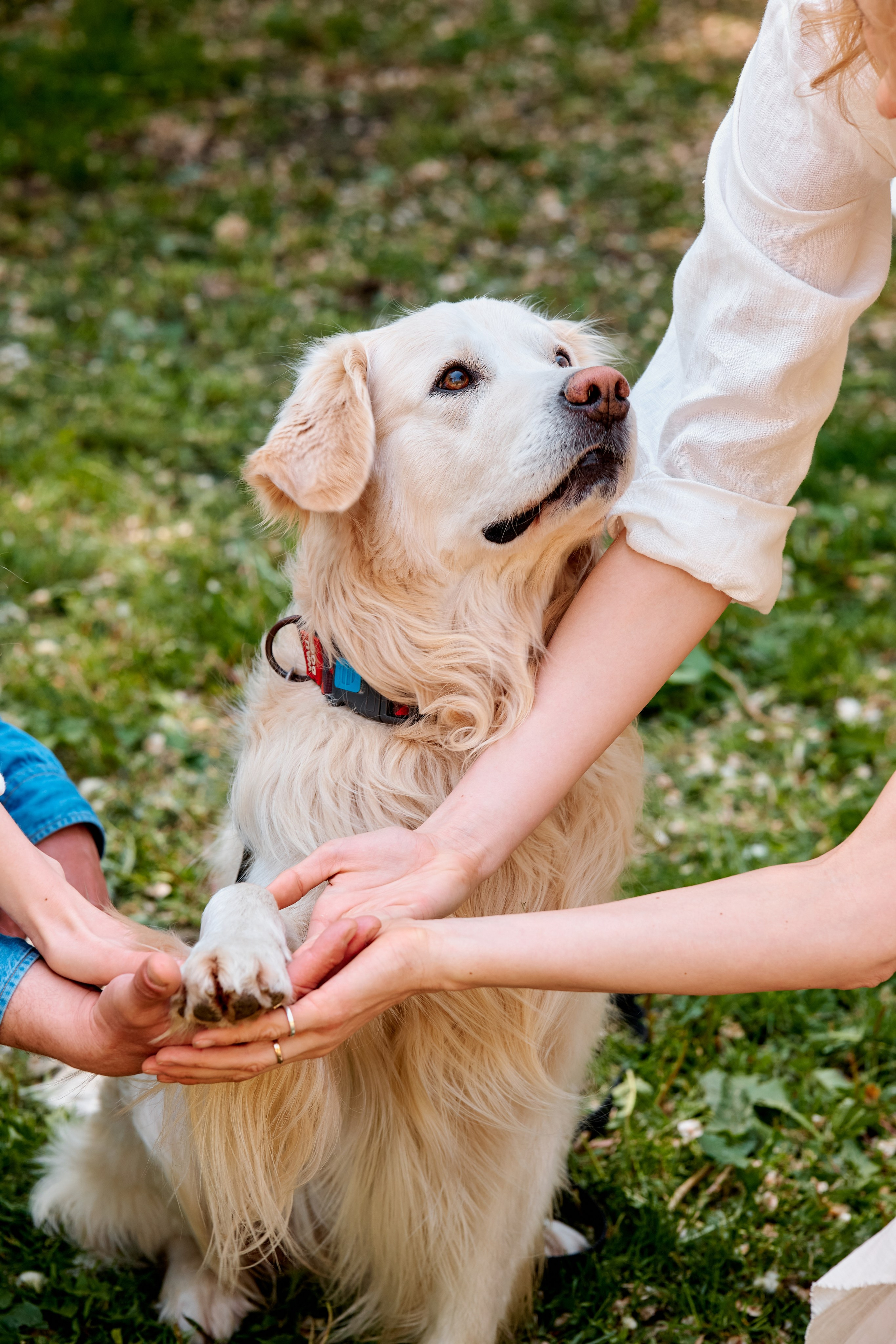 Семейная фотосессия в парке им. Горького. Фотограф Таганрог Анна Трайжон