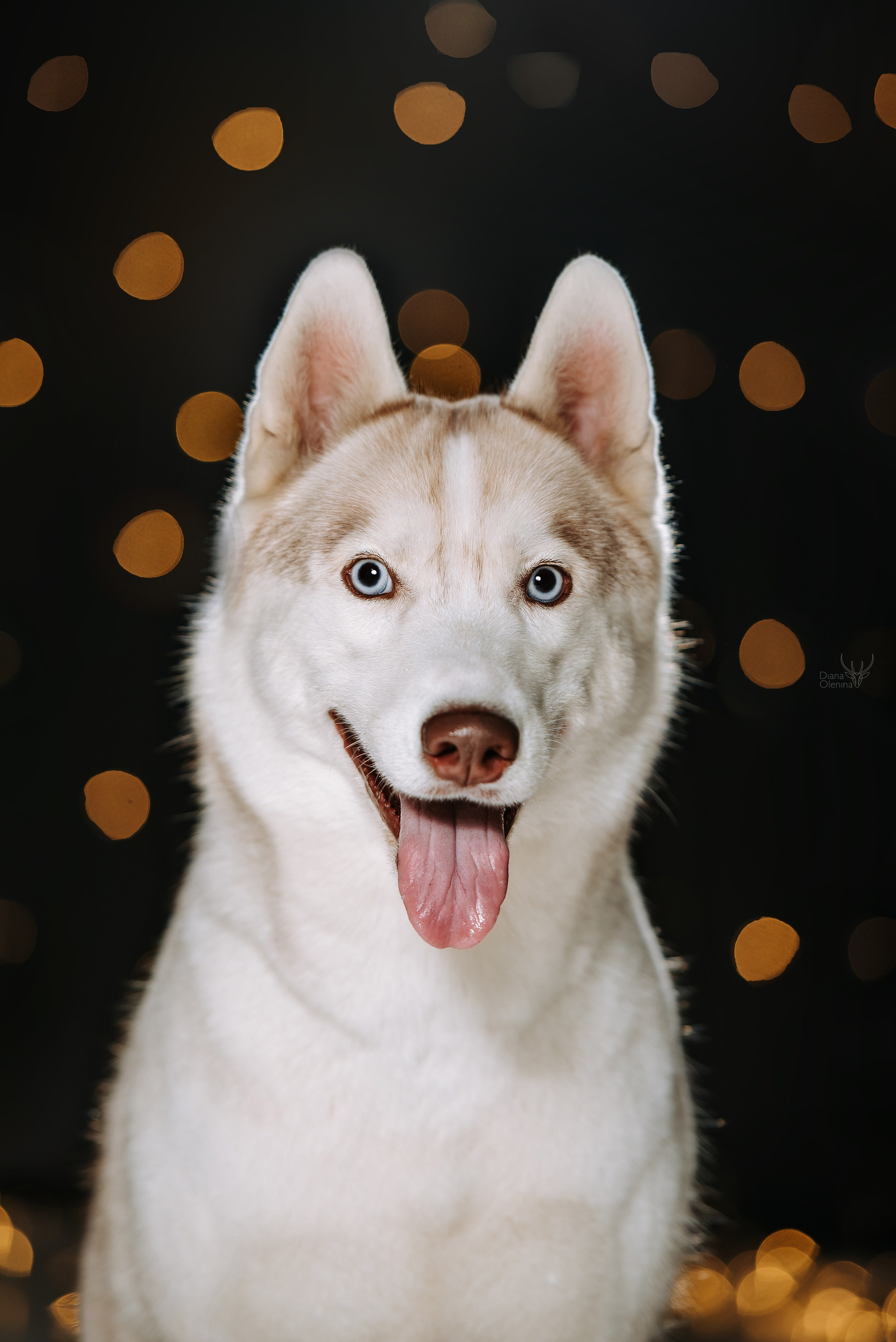Анималист Братск/Красноярск. Фотограф Диана Оленина Красноярск / Братск