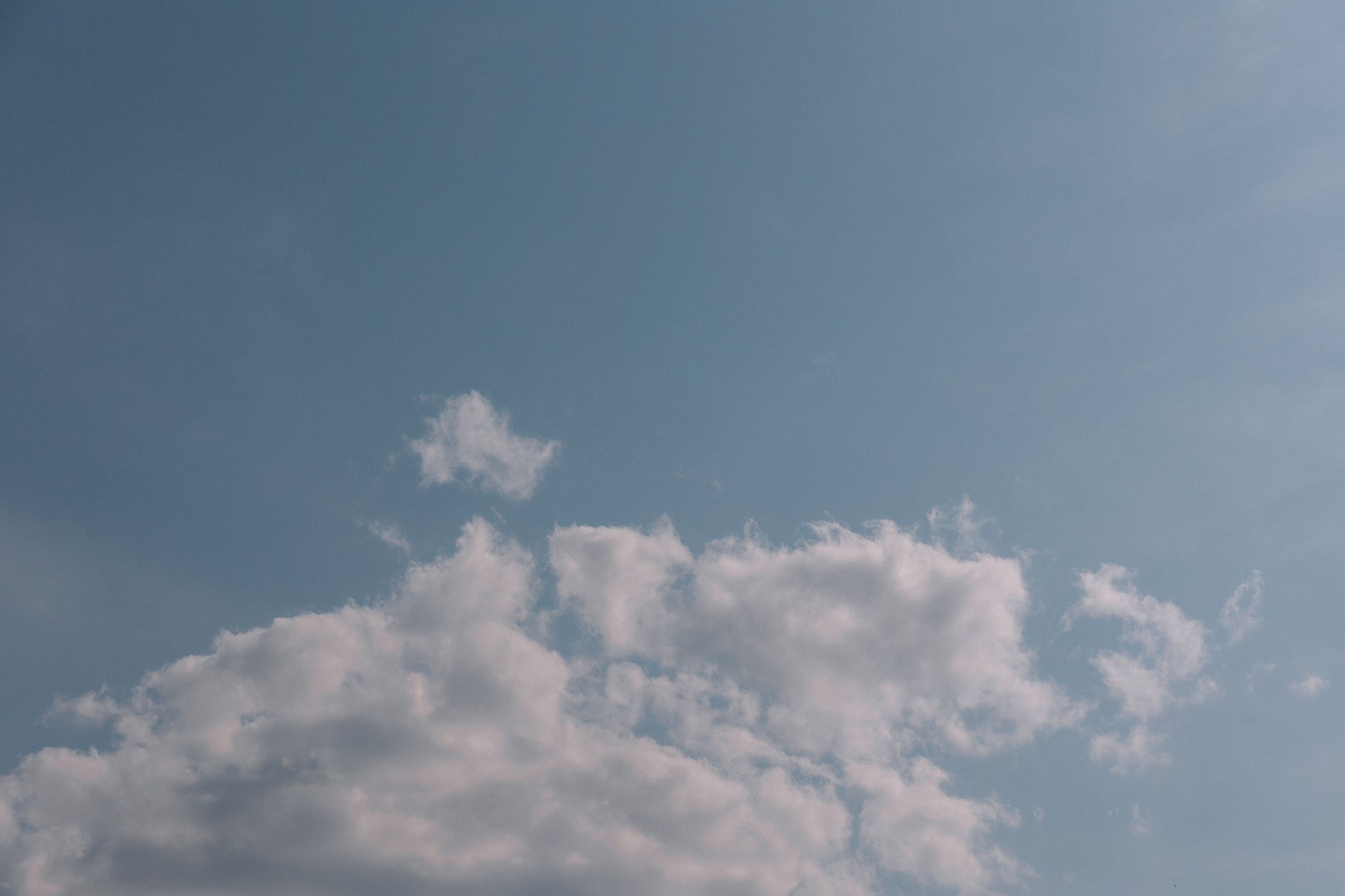 Сезон пионов. Фотограф Елена Краснопевцева