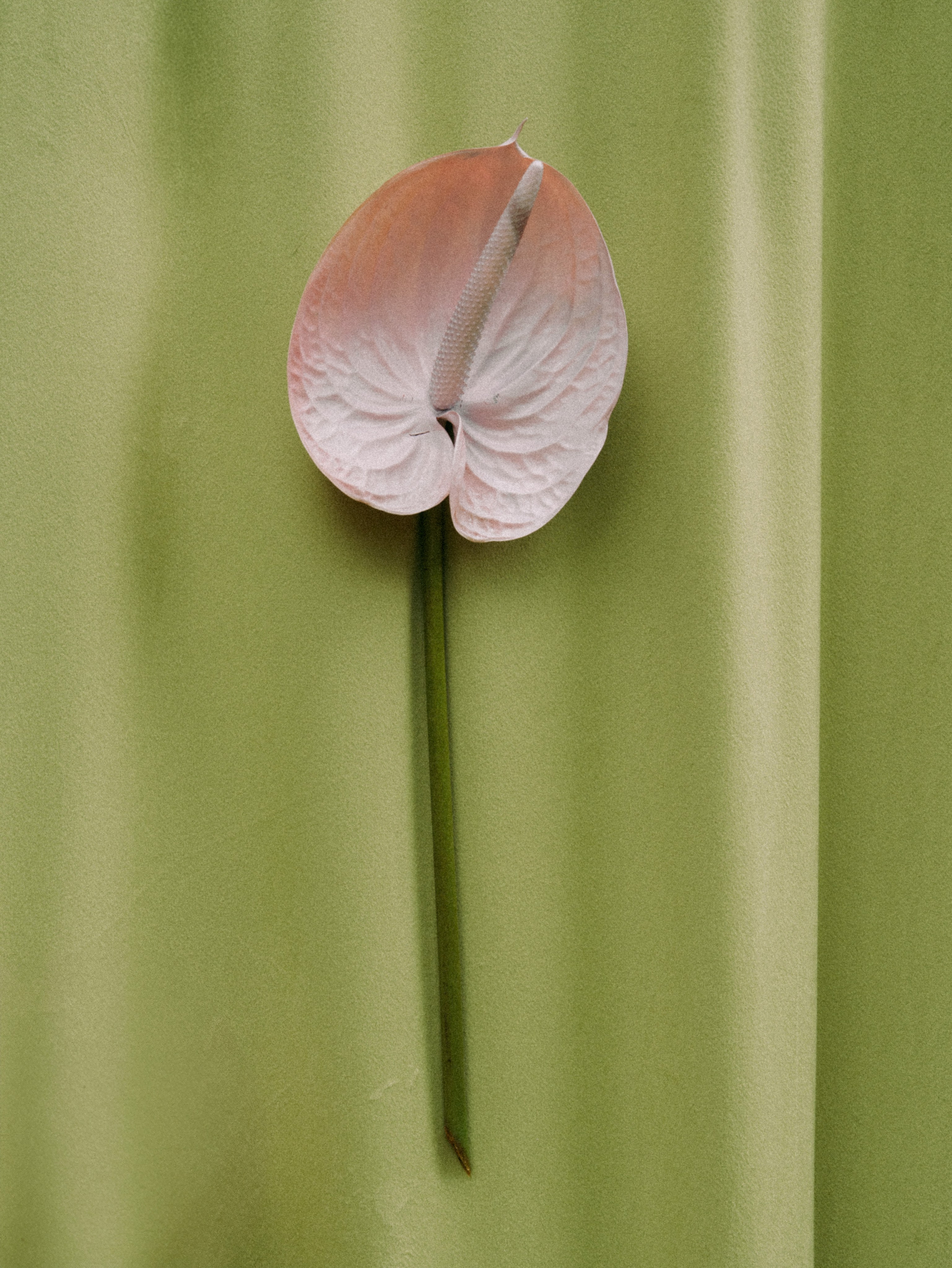 Никита и Полина. Свадебный фотограф Артем Смирнов