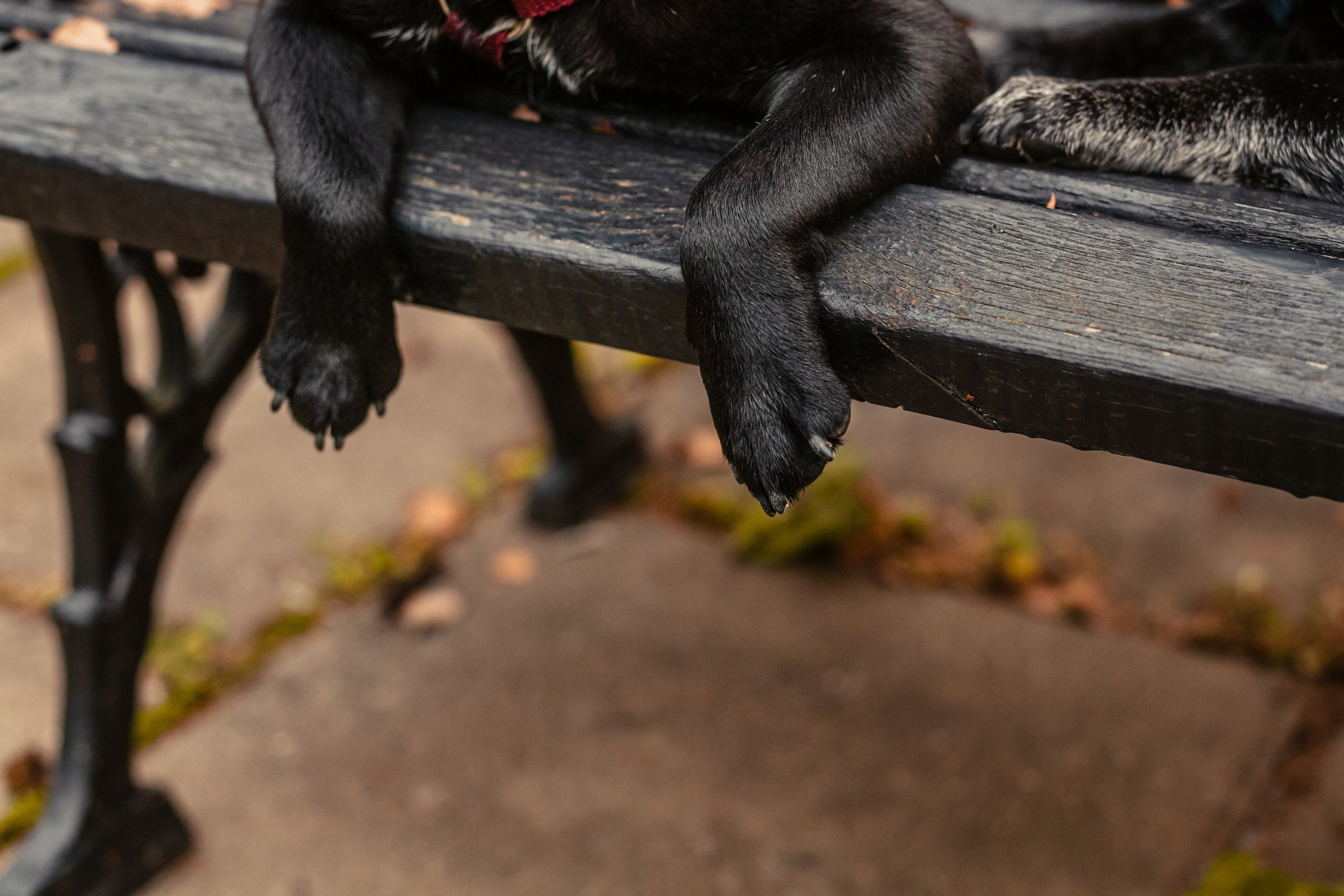 Оля, Харви, Луис. Фотограф-анималист Татьяна Степанова