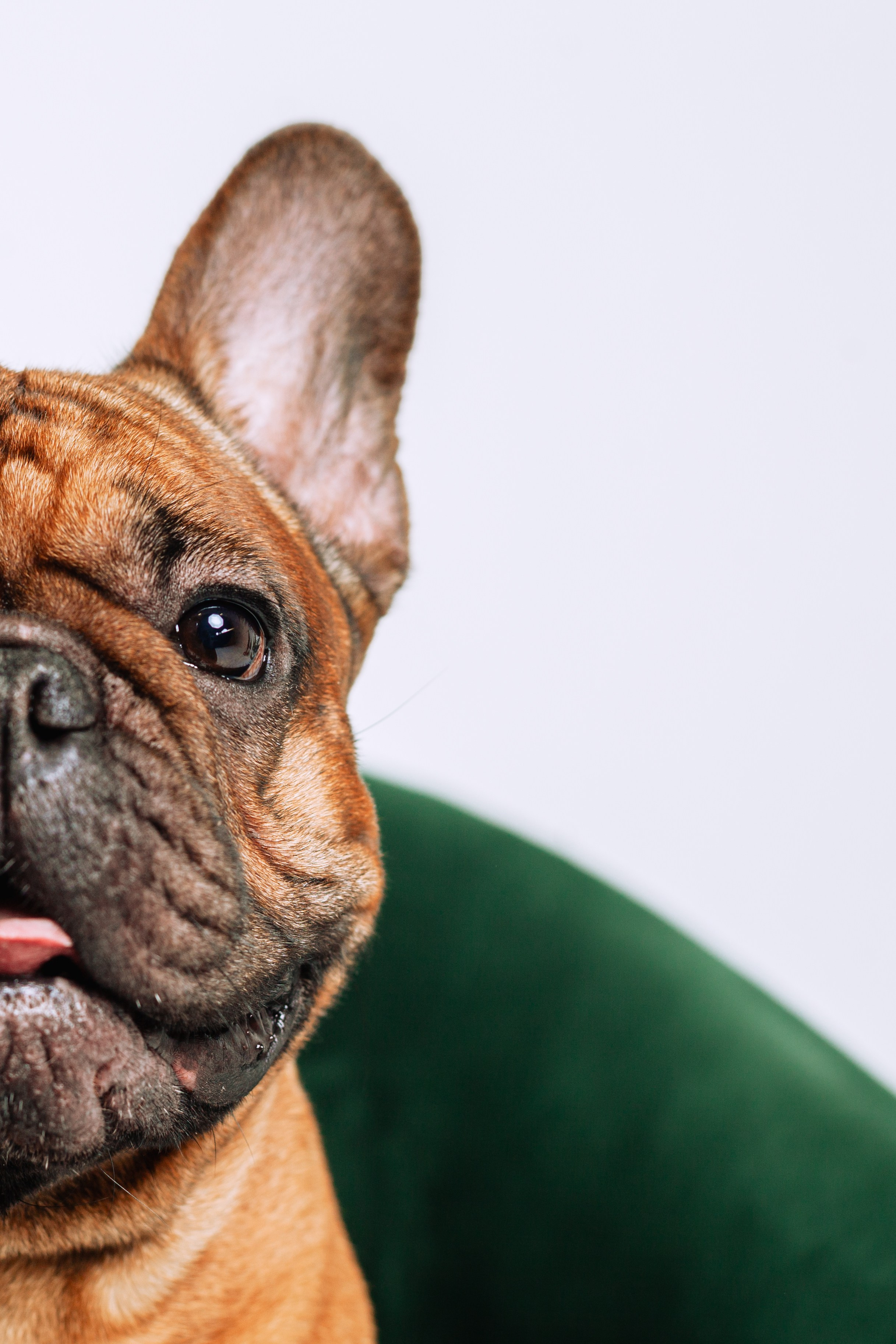 Бульвстреча 2025. Фотограф-анималист Татьяна Степанова