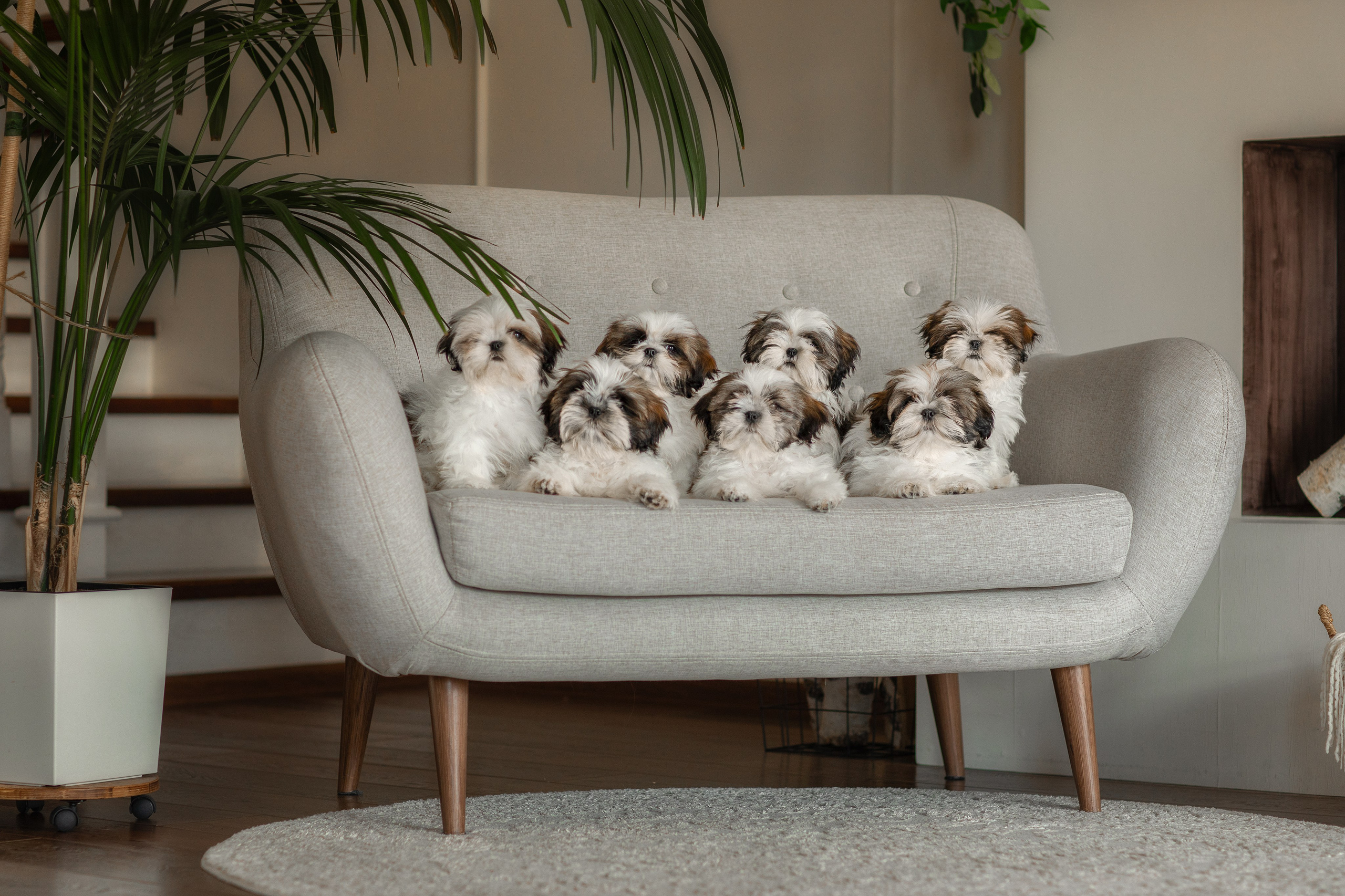 Фотосессия щенков. Фотограф для Вашей собаки