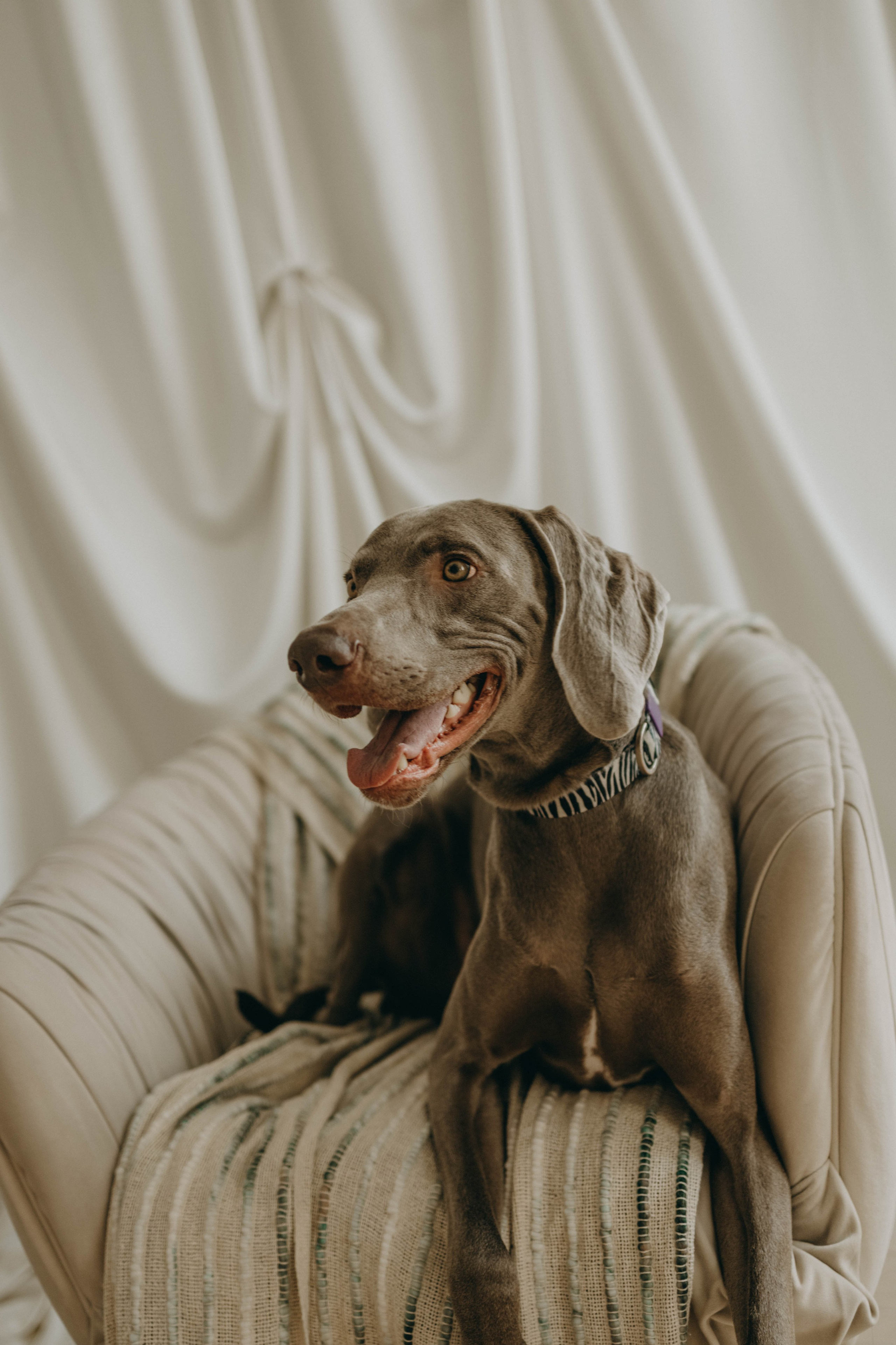 Фотосессия в студии с собакой. Фотограф-анималист в Екатеринбурге | Кристина