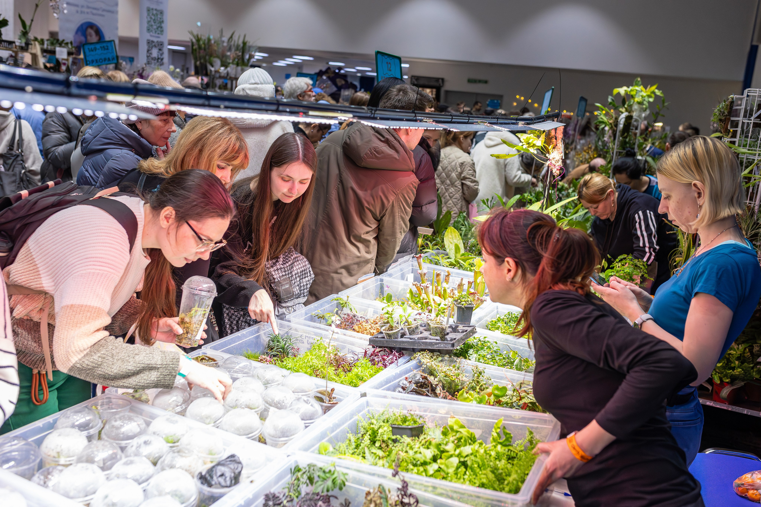 Орхидиум 12.2025. Александра Куликова фотограф, Москва