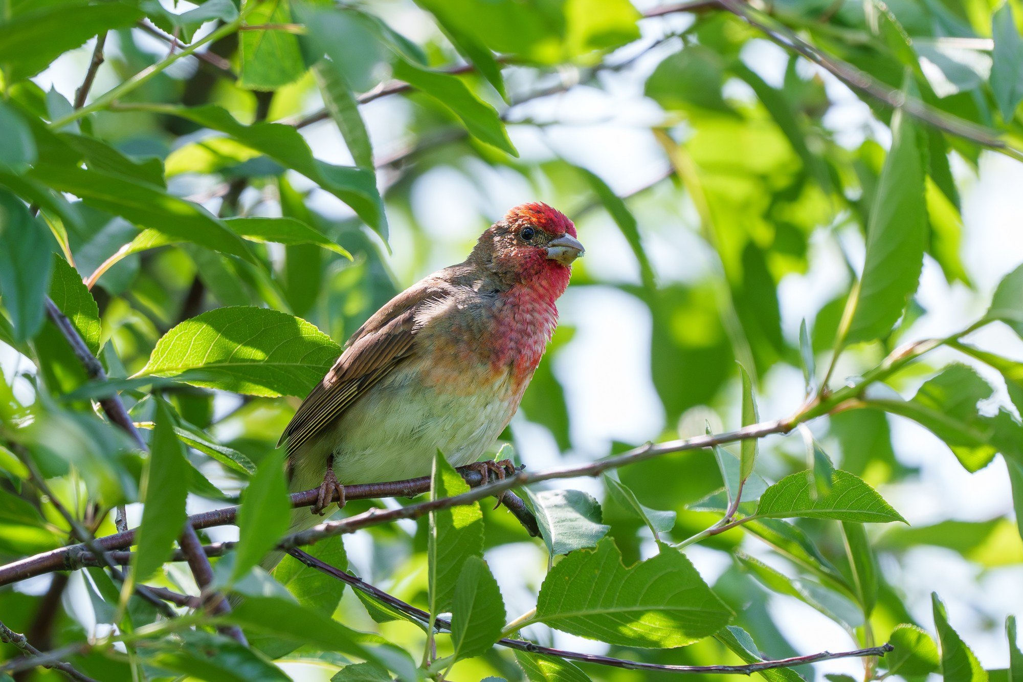 Удивительные мир птиц. Вокруг нас столько прекрасного — присмотритесь!. Ваш личный фотограф Марина Волкова